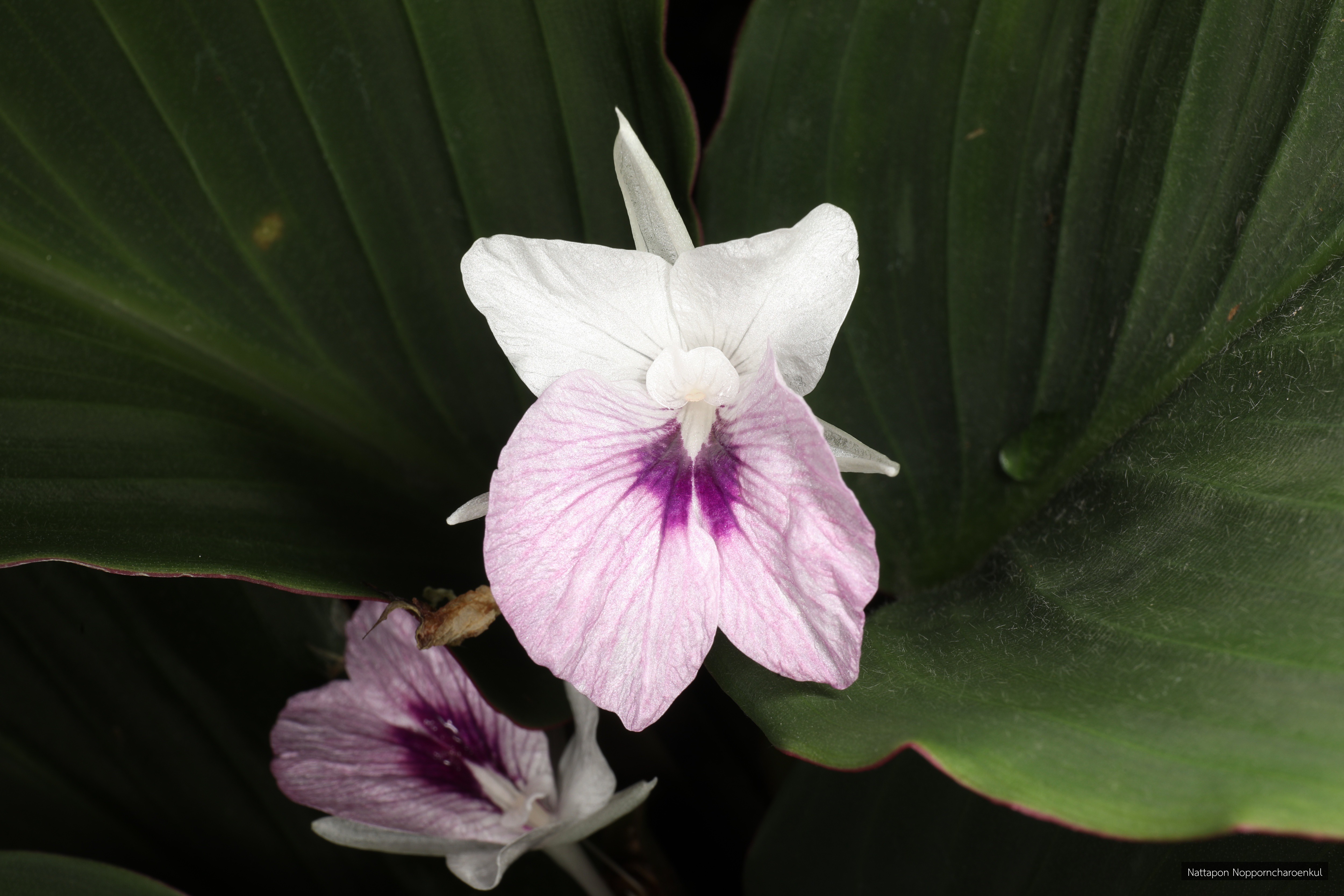 Kaempferia koontermii