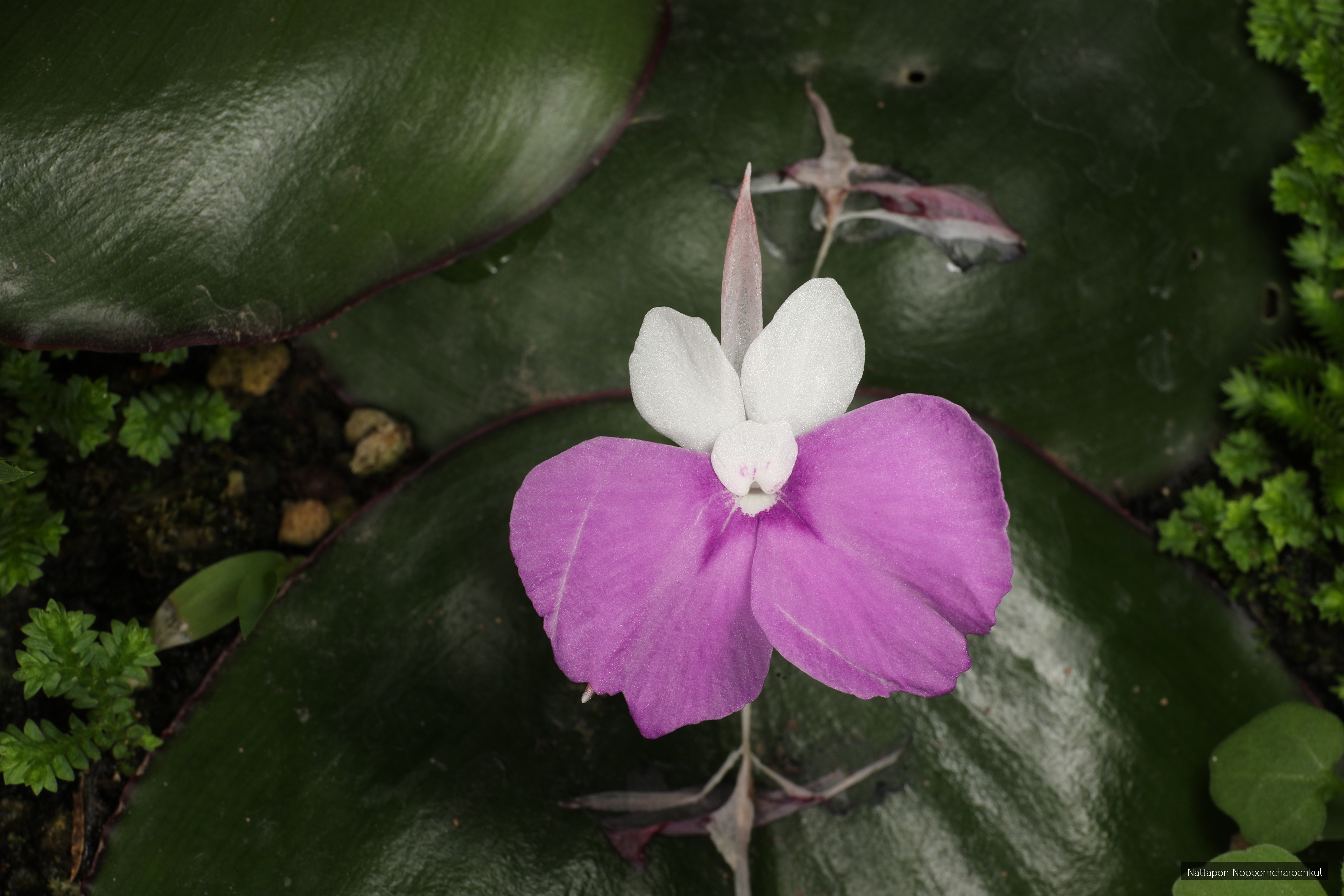 Kaempferia chayanii