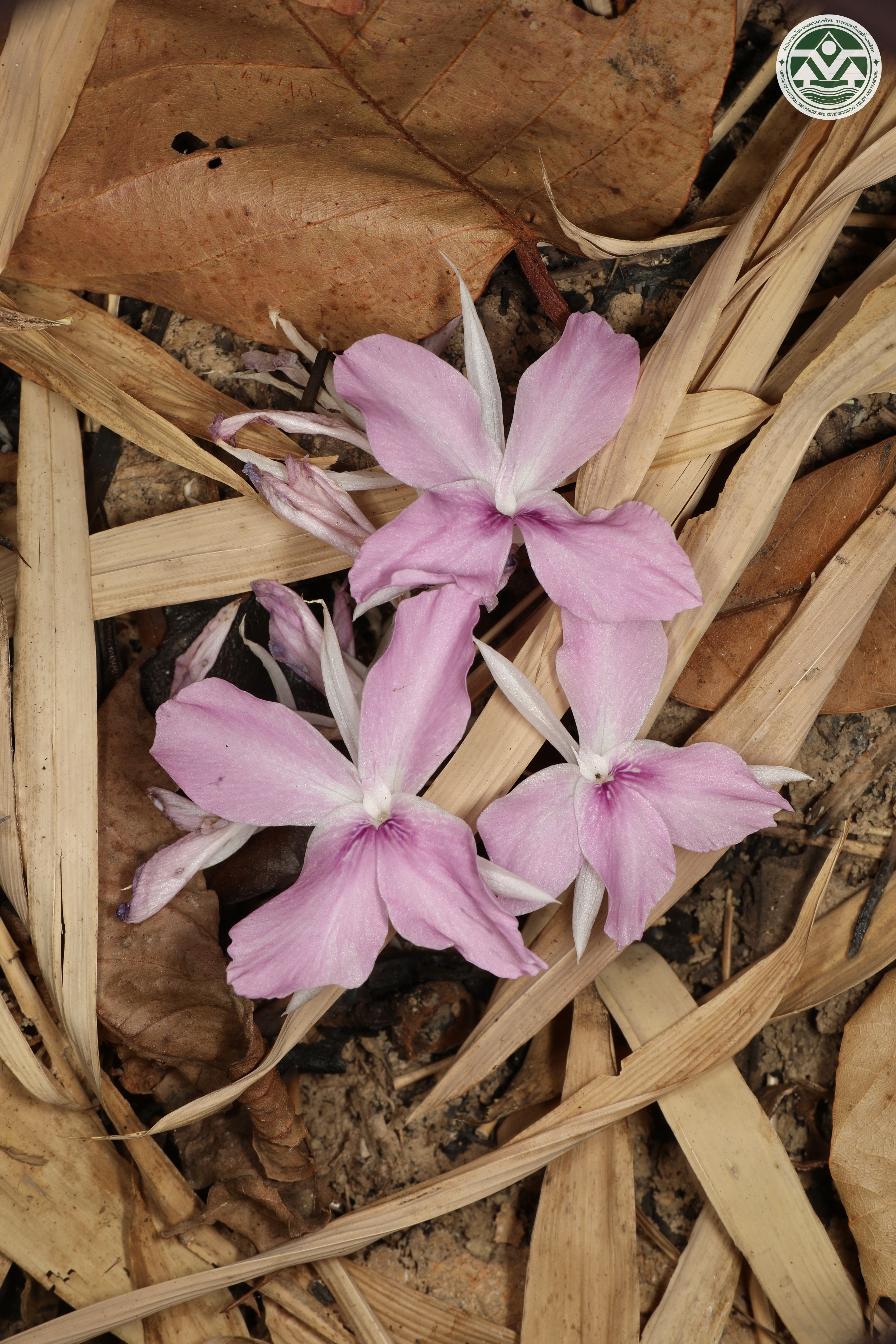 Kaempferia xiengkhouangensis