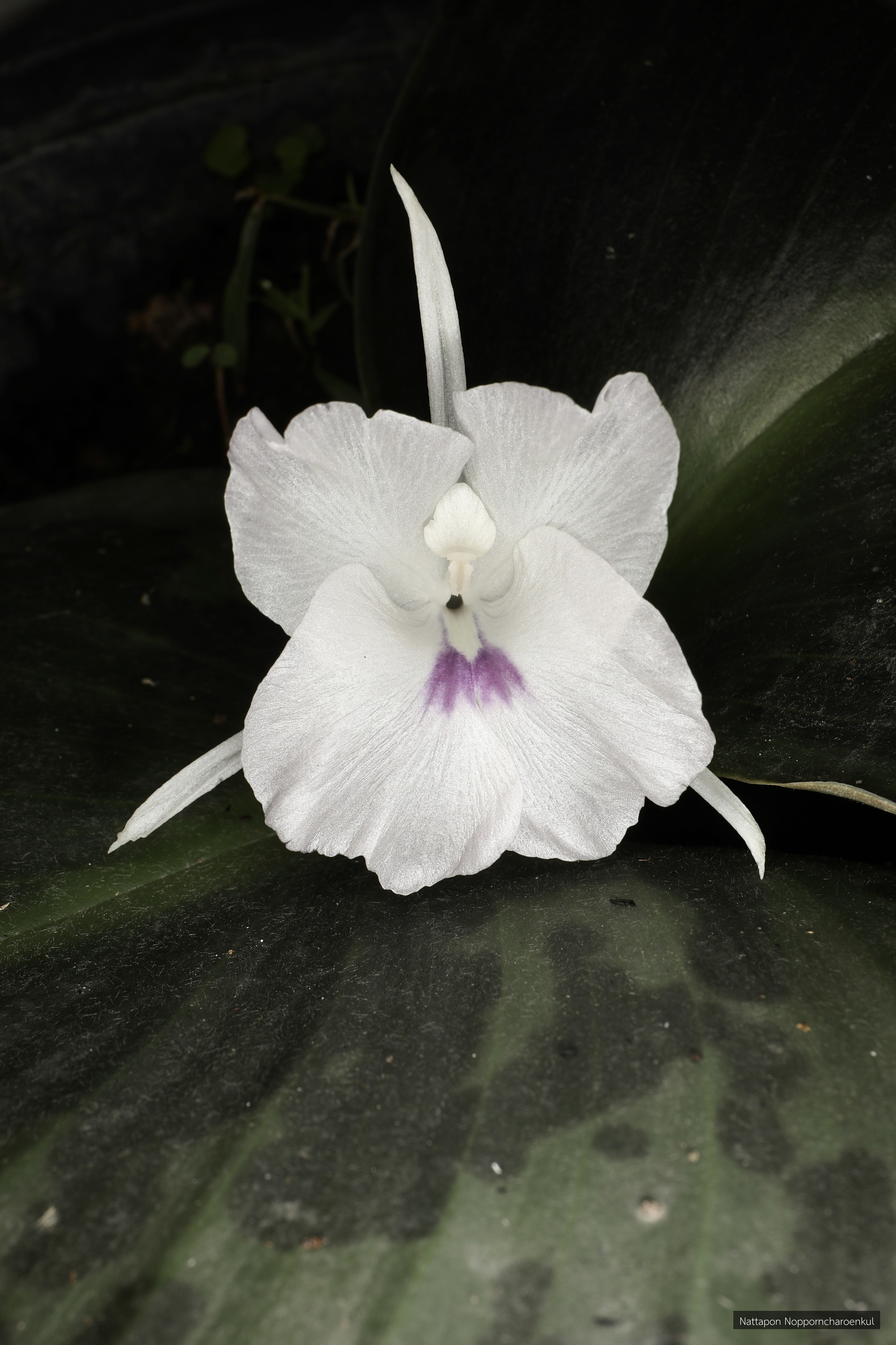 Kaempferia pardi