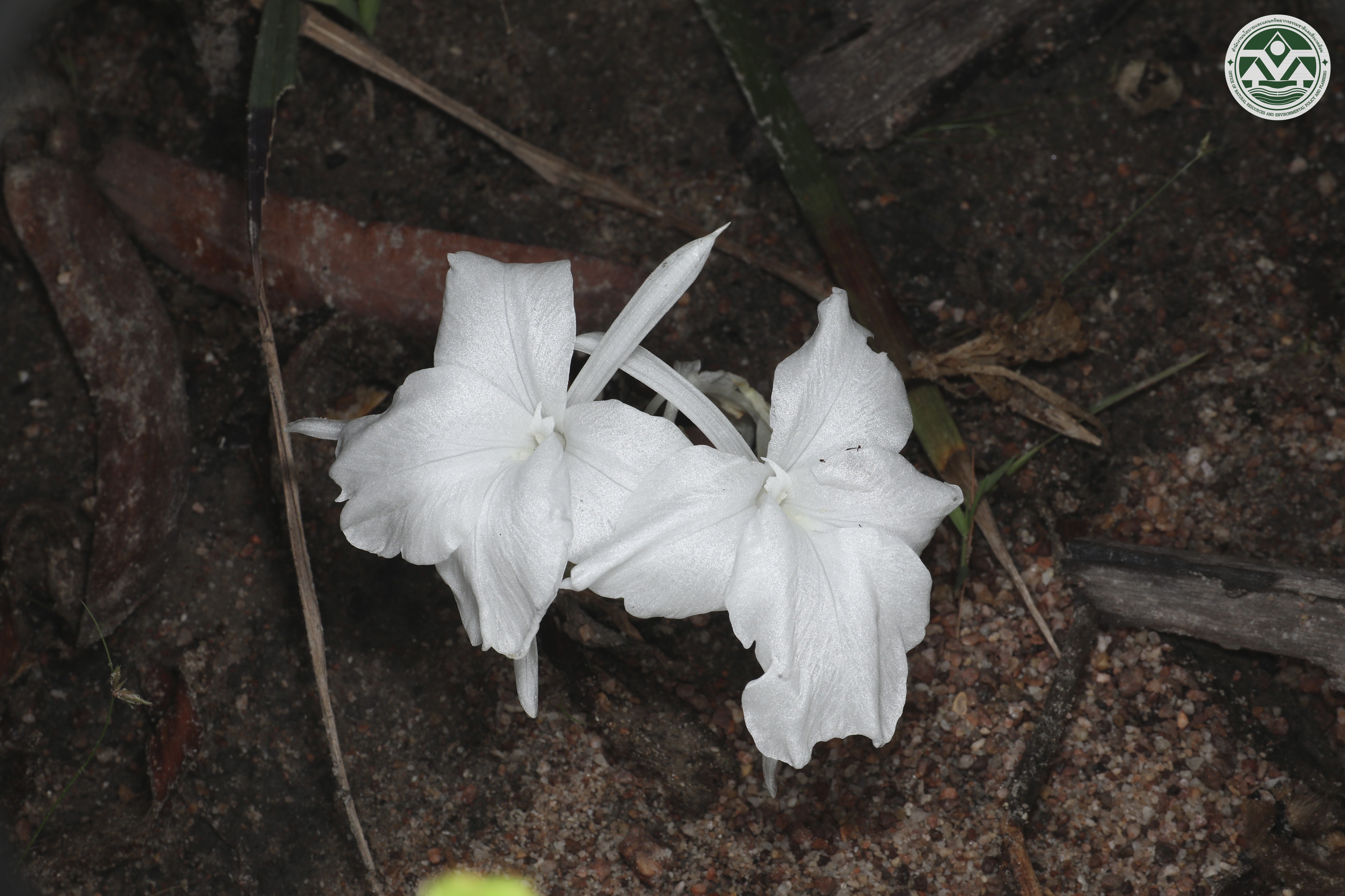 Kaempferia albiflora