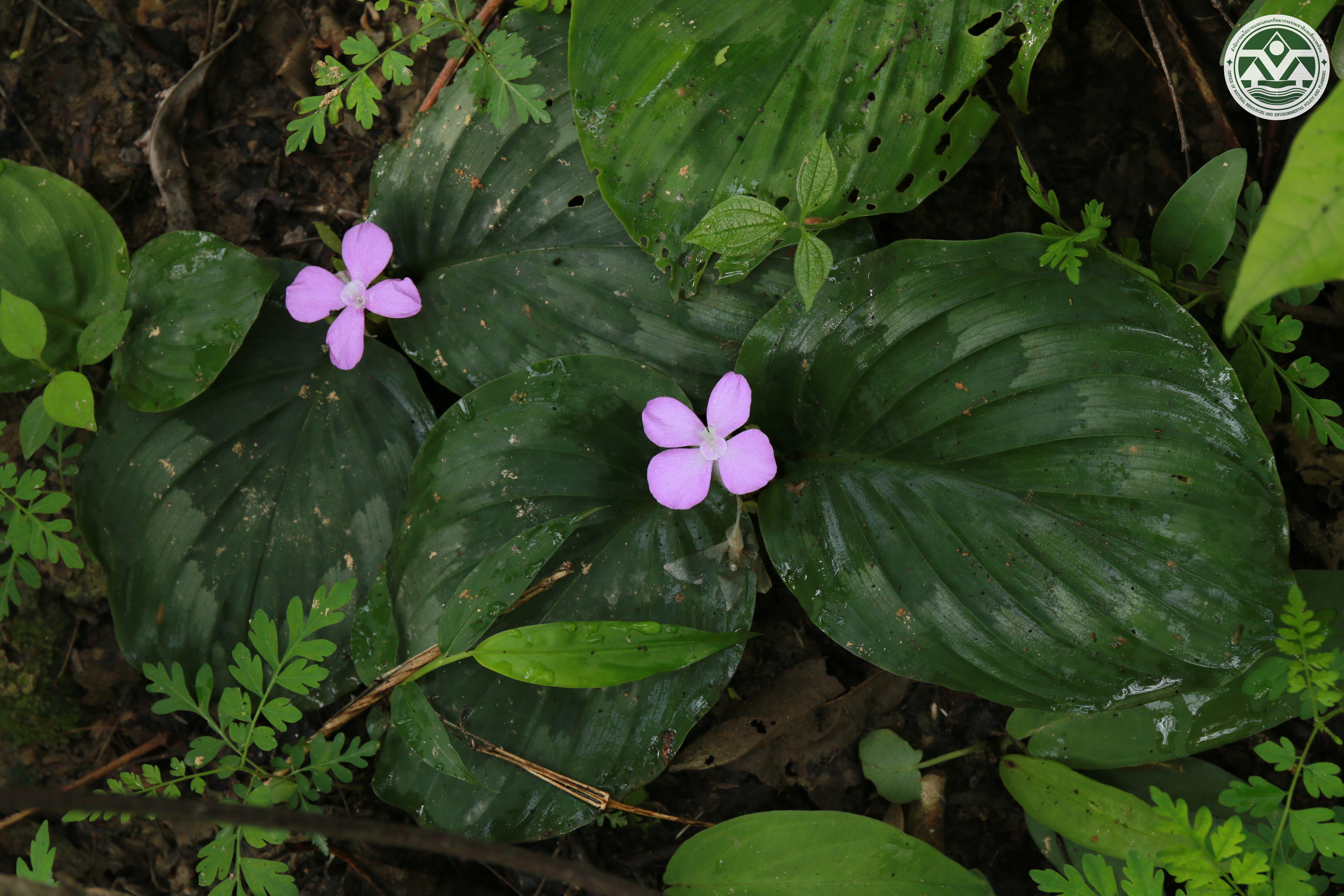 Kaempferia elegans