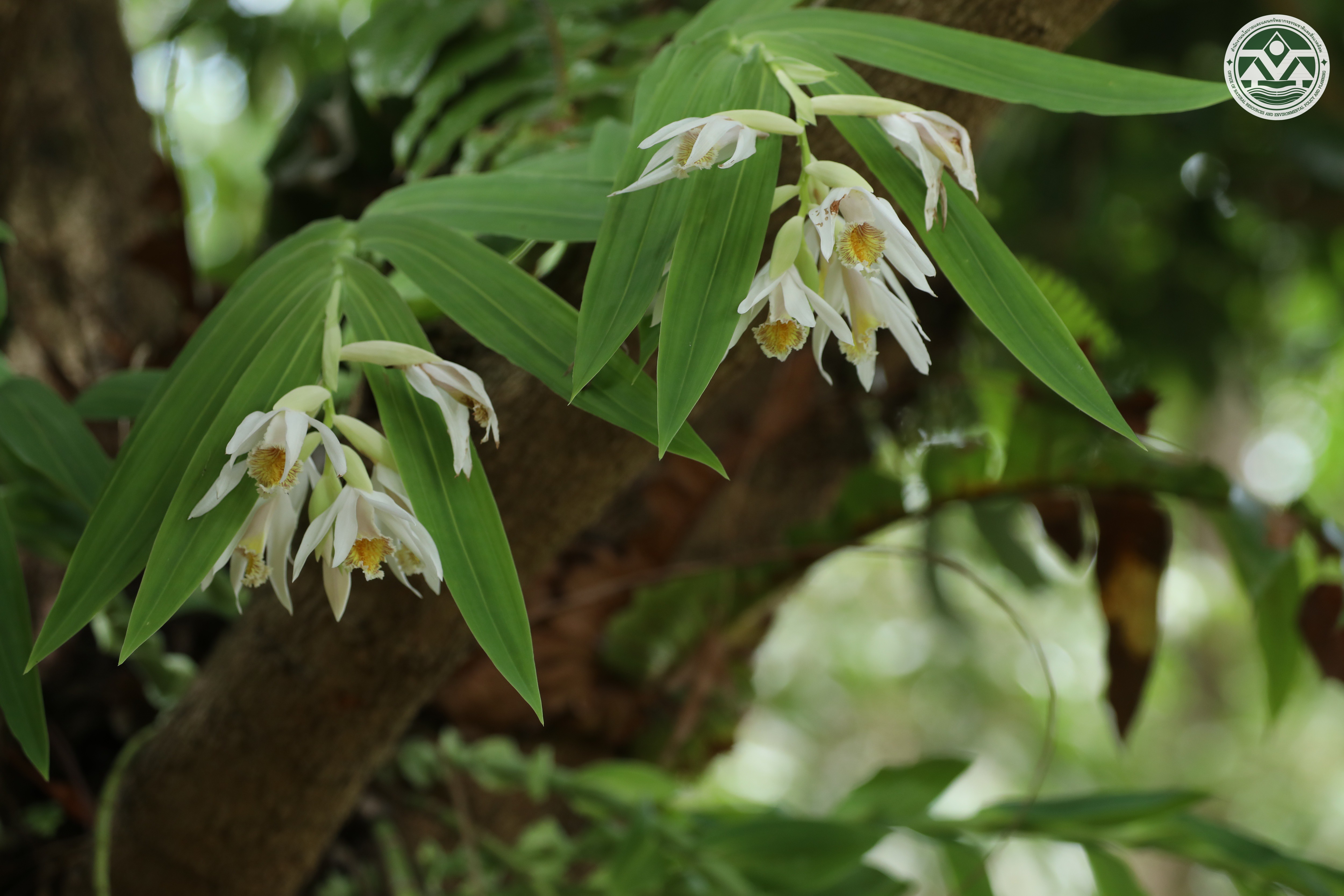 Thunia alba
