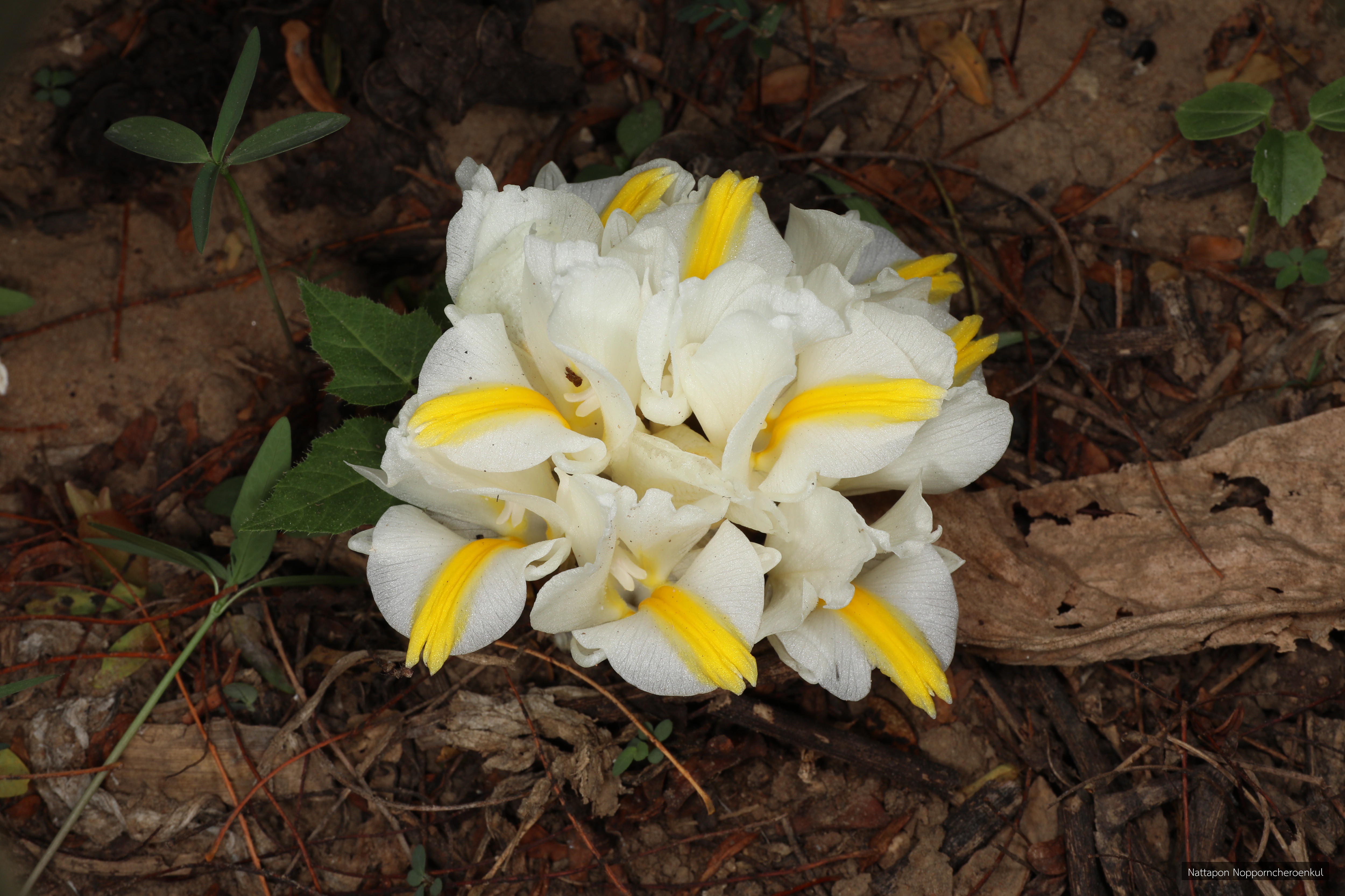 Curcuma singularis