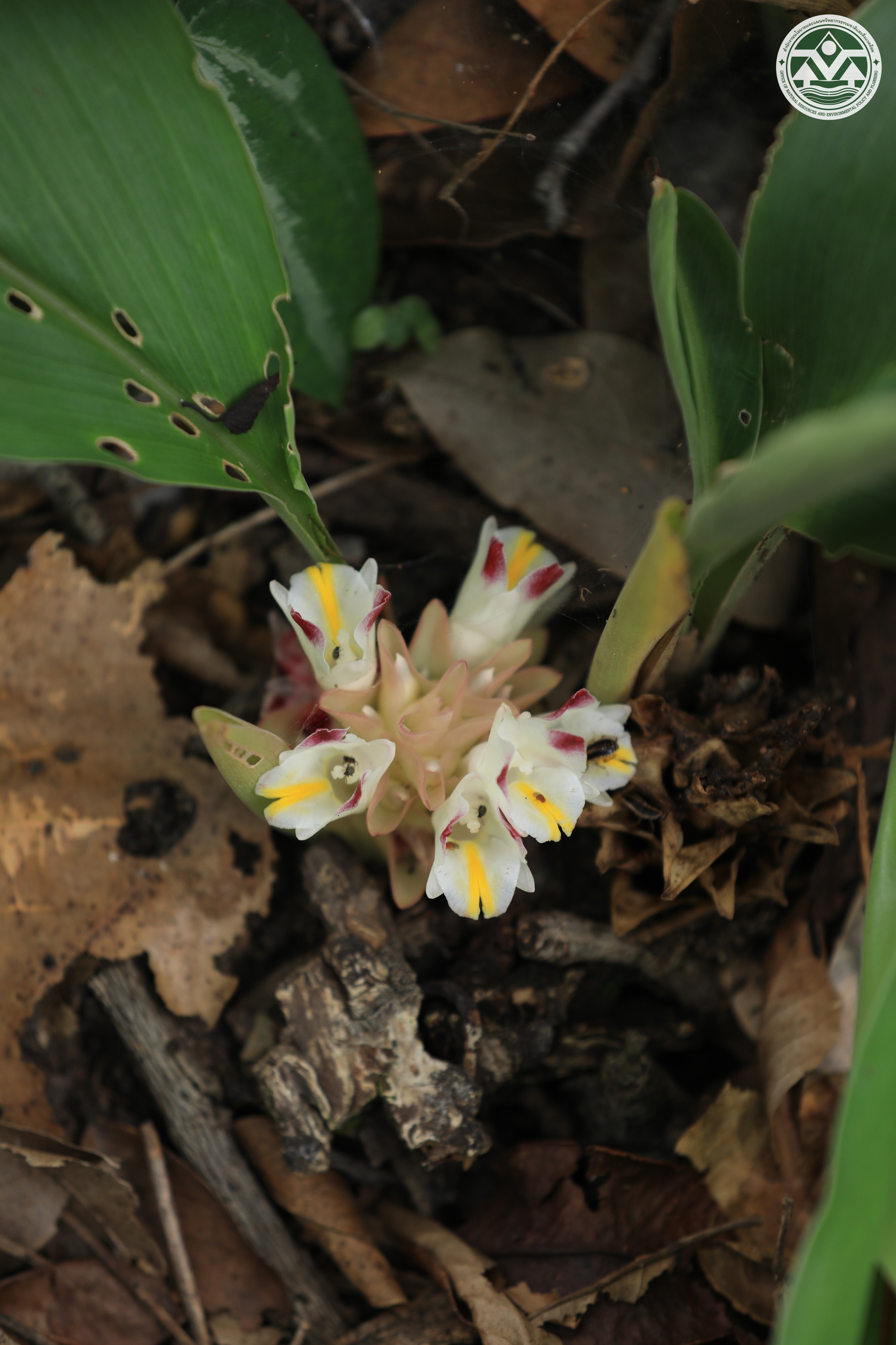 Curcuma pierreana