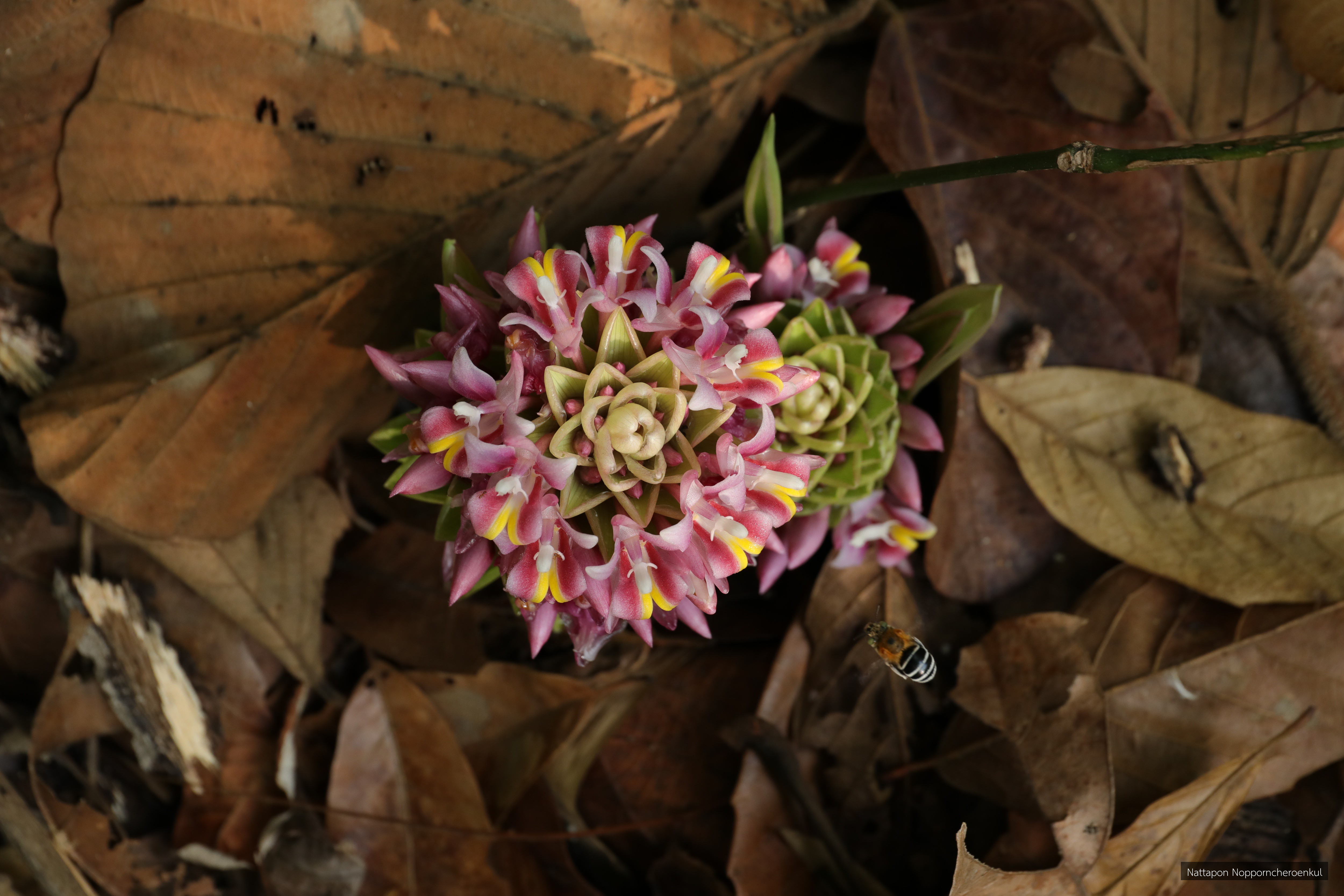 Curcuma ecomata