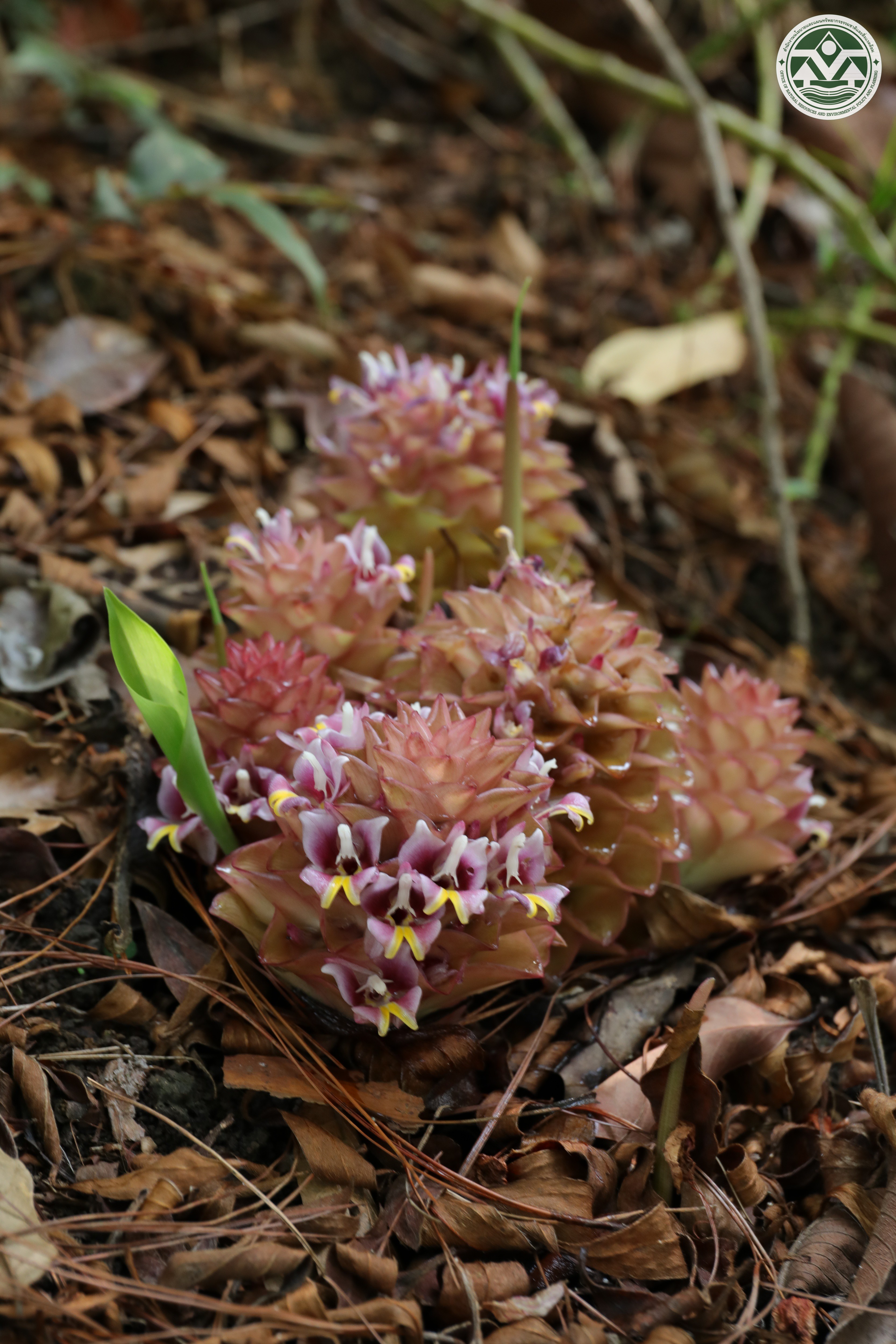 Curcuma ecomata