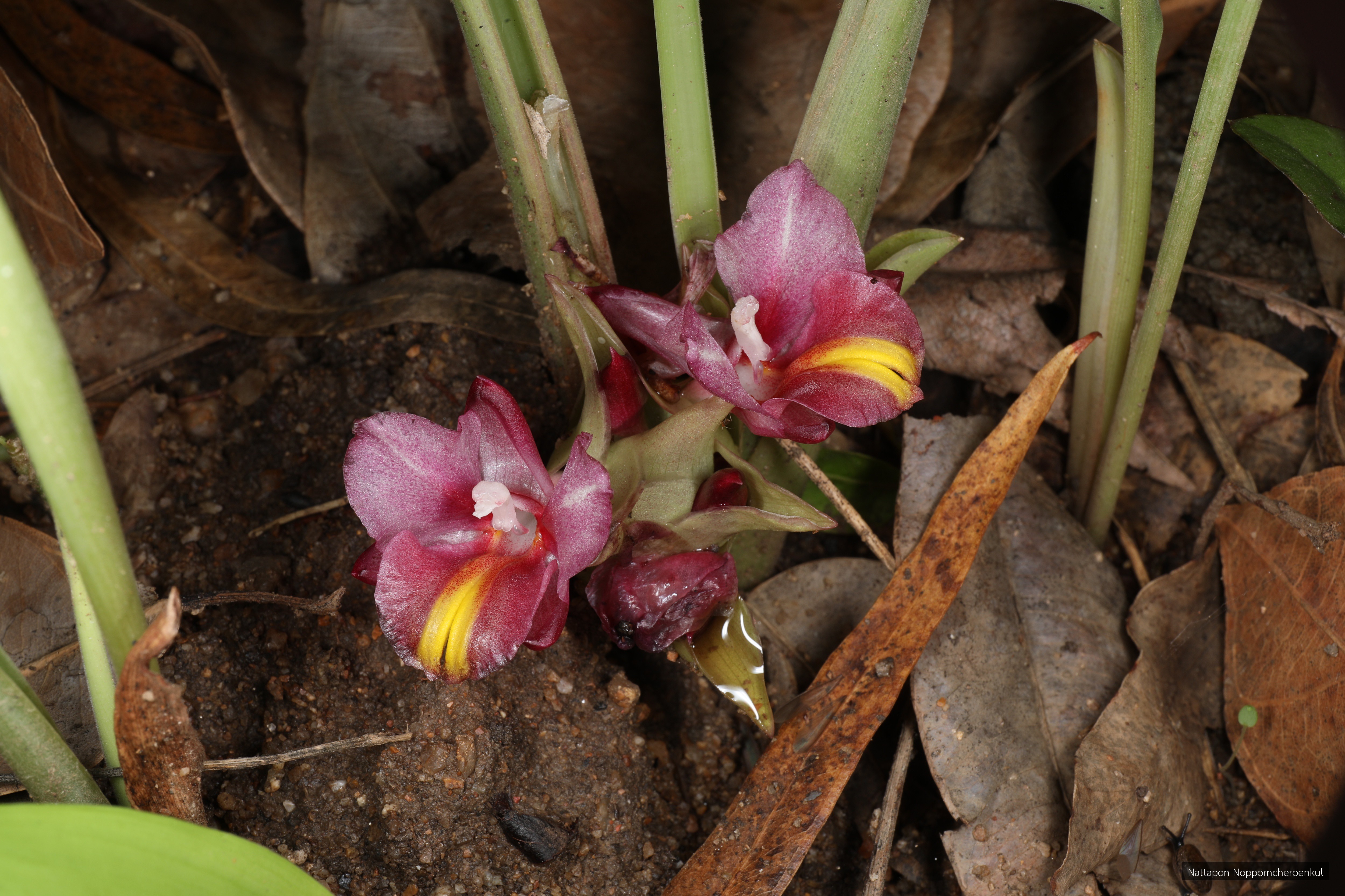 Curcuma sabhasrii