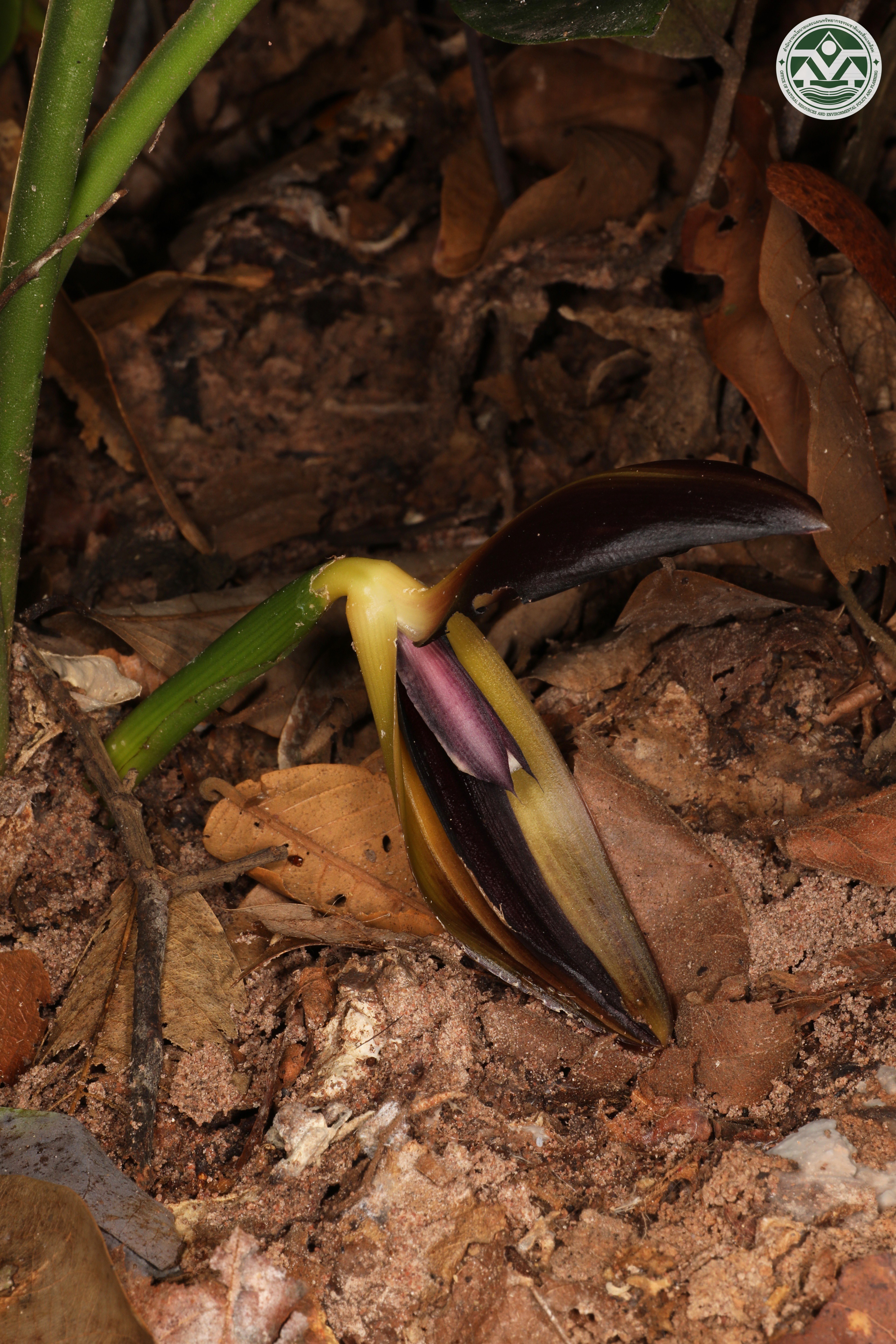 Orchidantha foetida