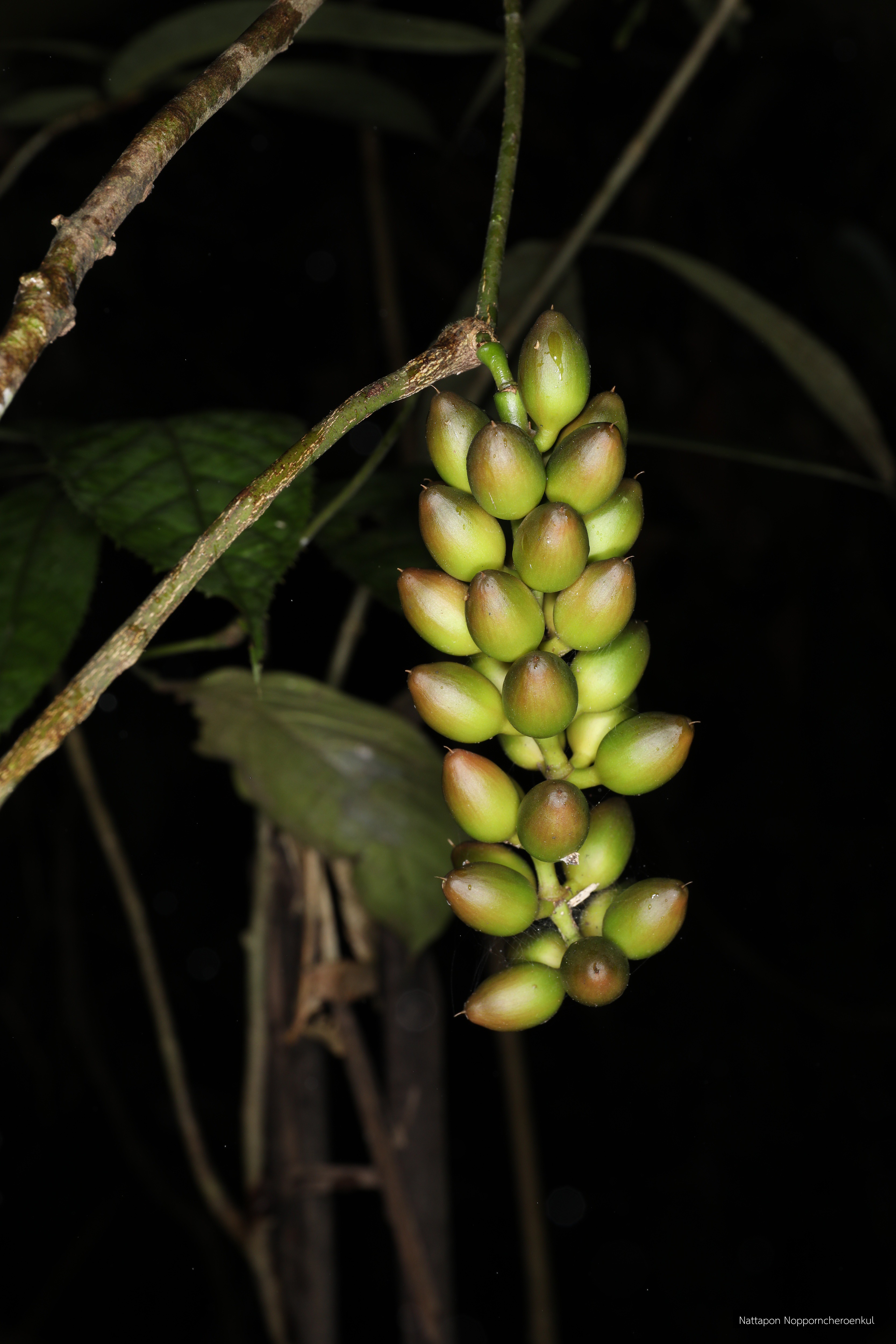 Gnetum latifolium