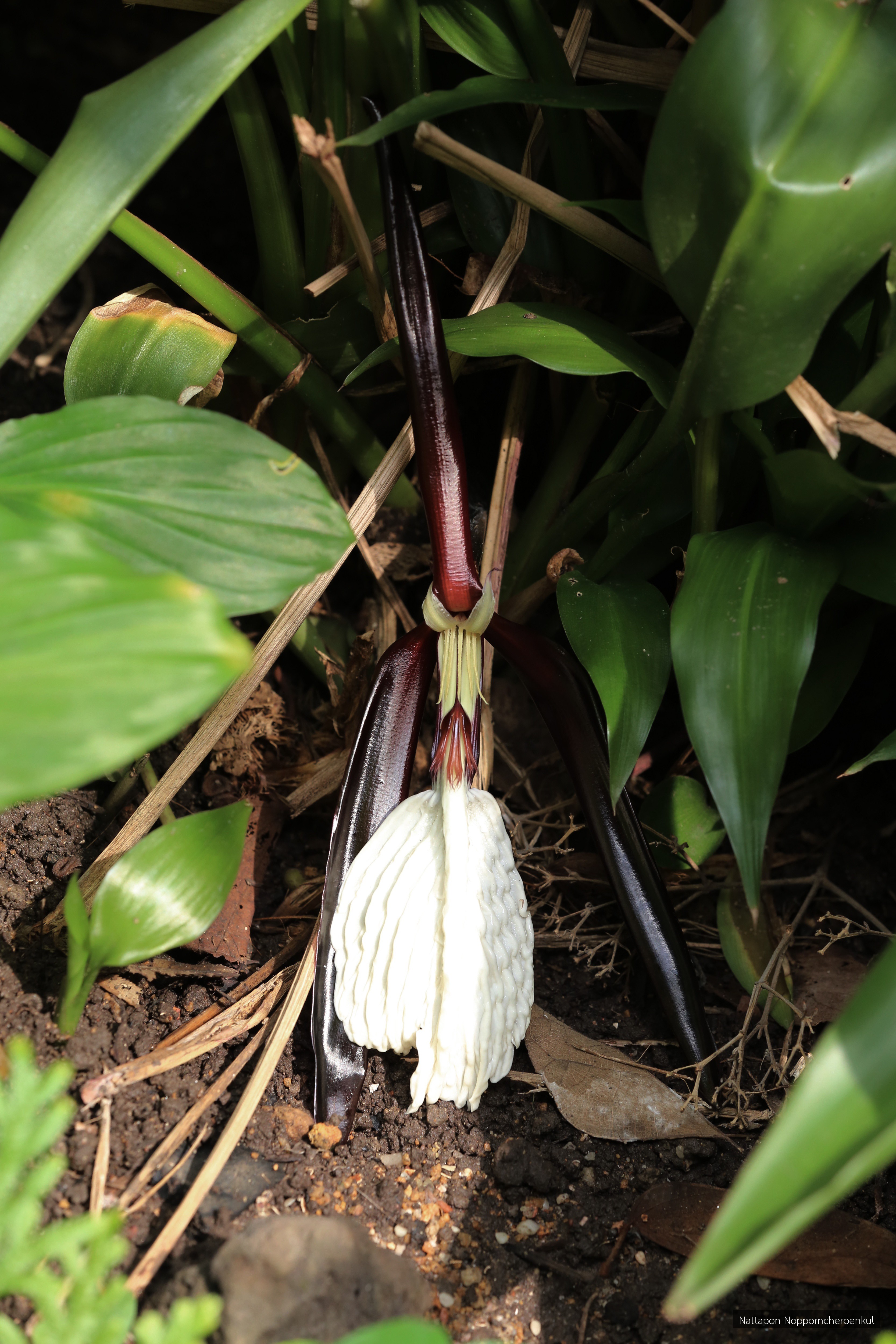 Orchidantha fimbriata