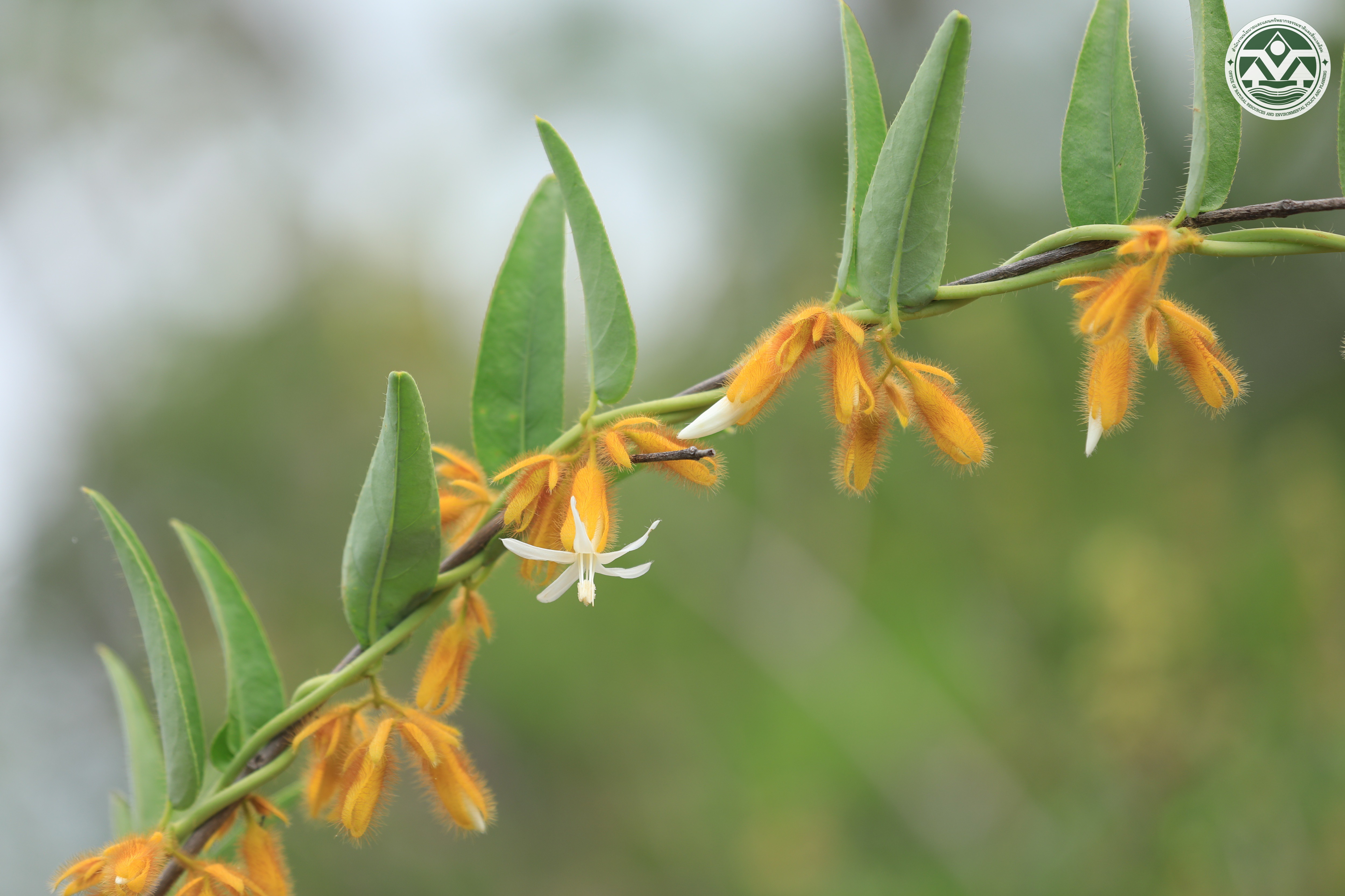 Argyreia thorelii