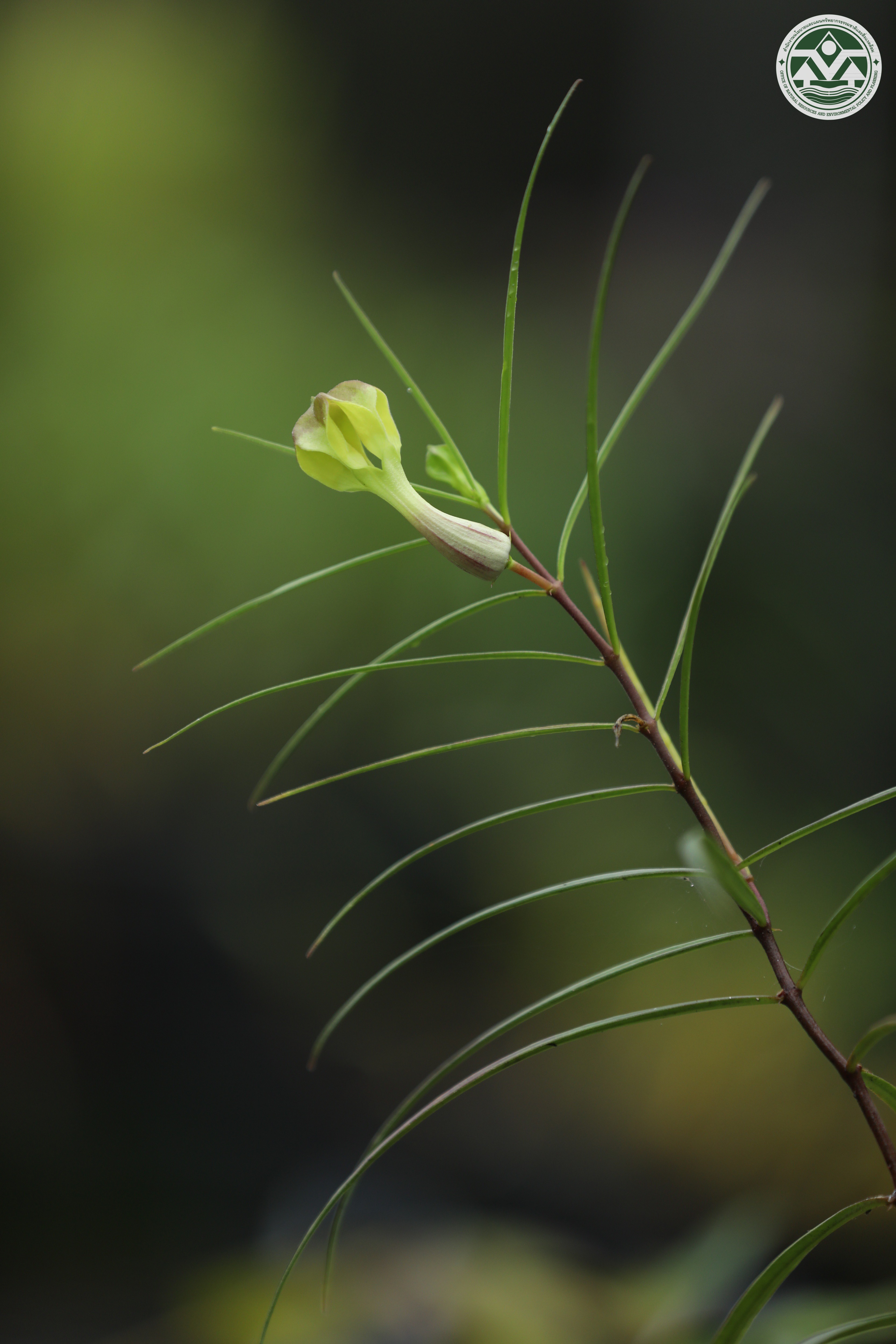 Ceropegia tribounii
