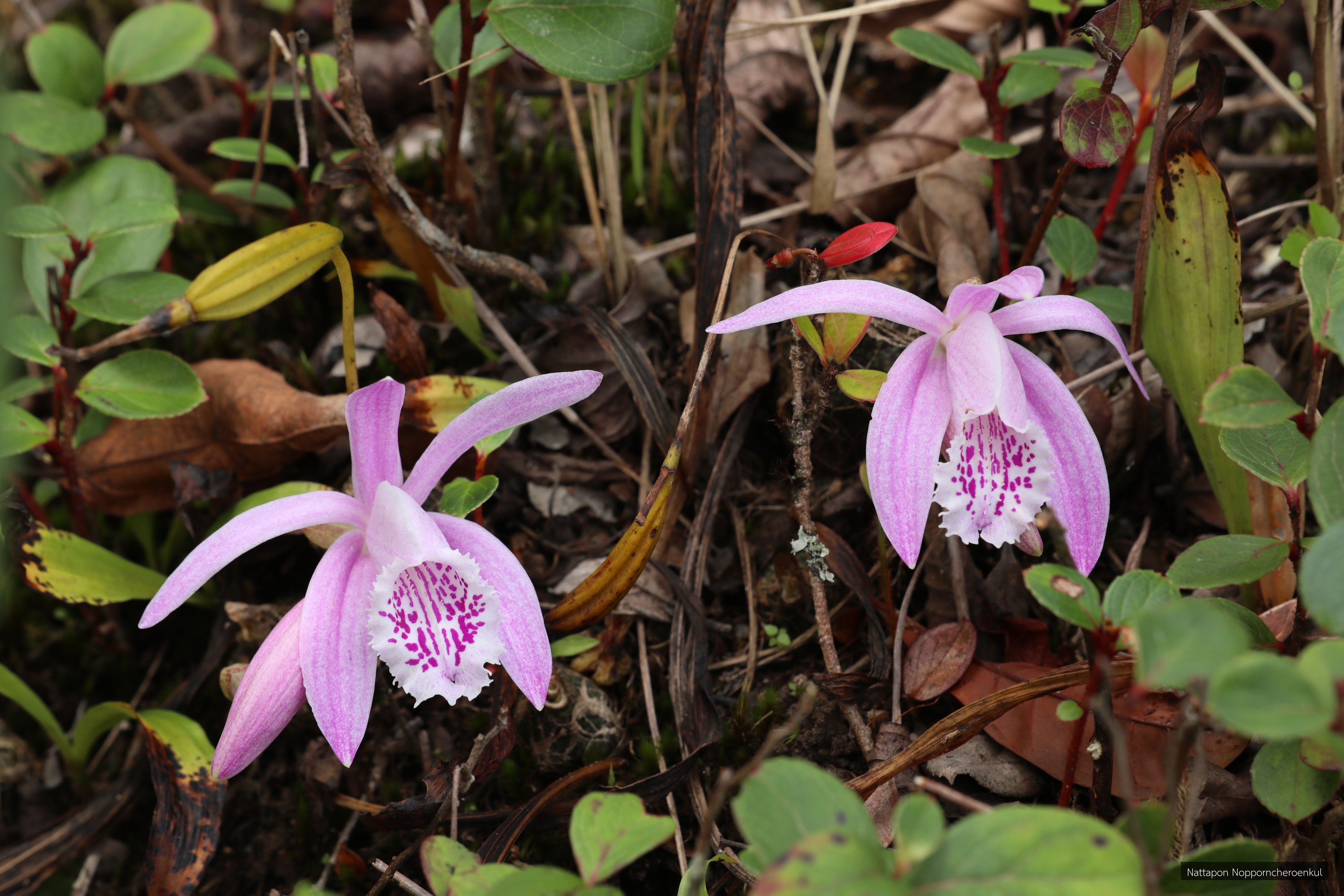 Pleione praecox