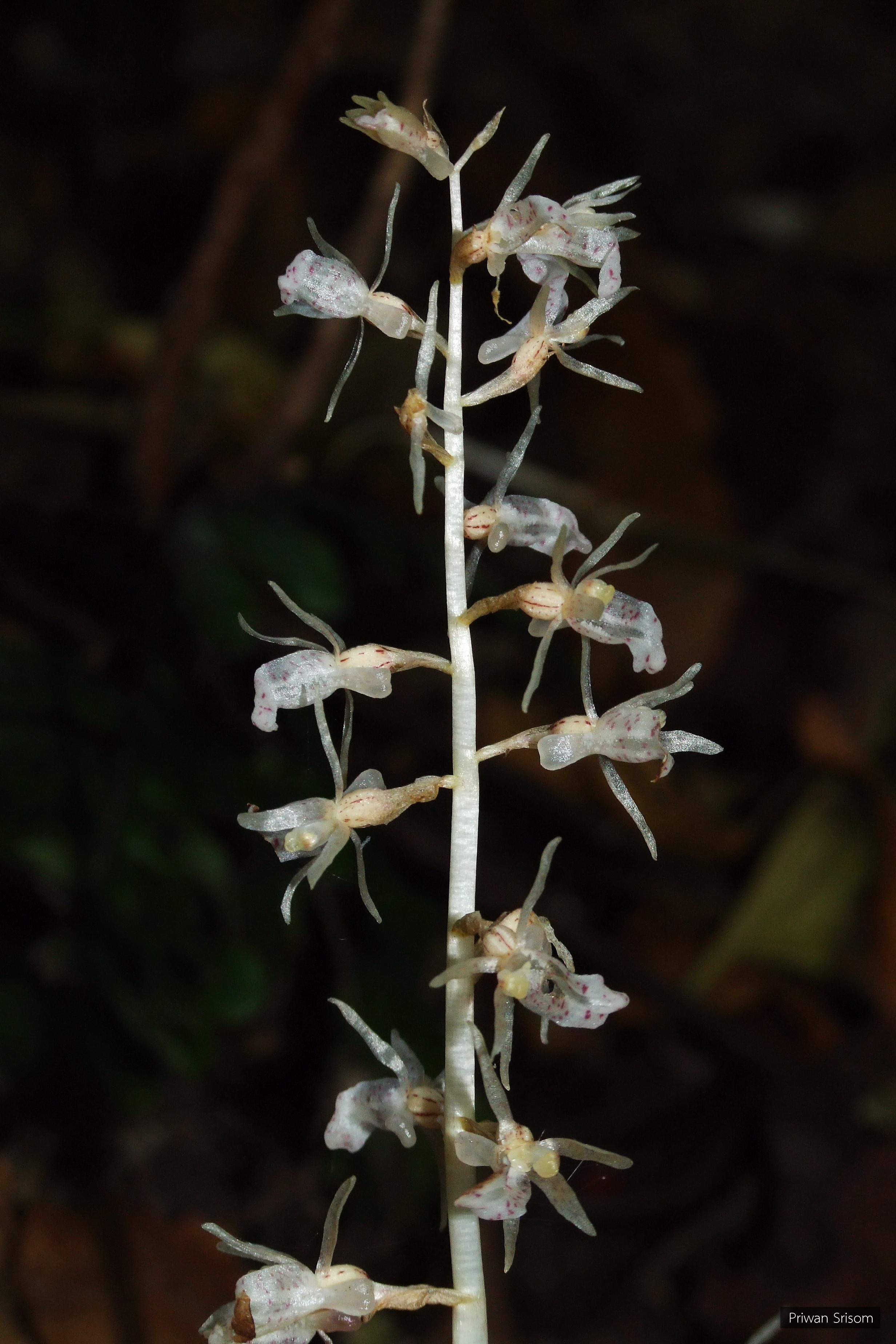 Epipogium roseum