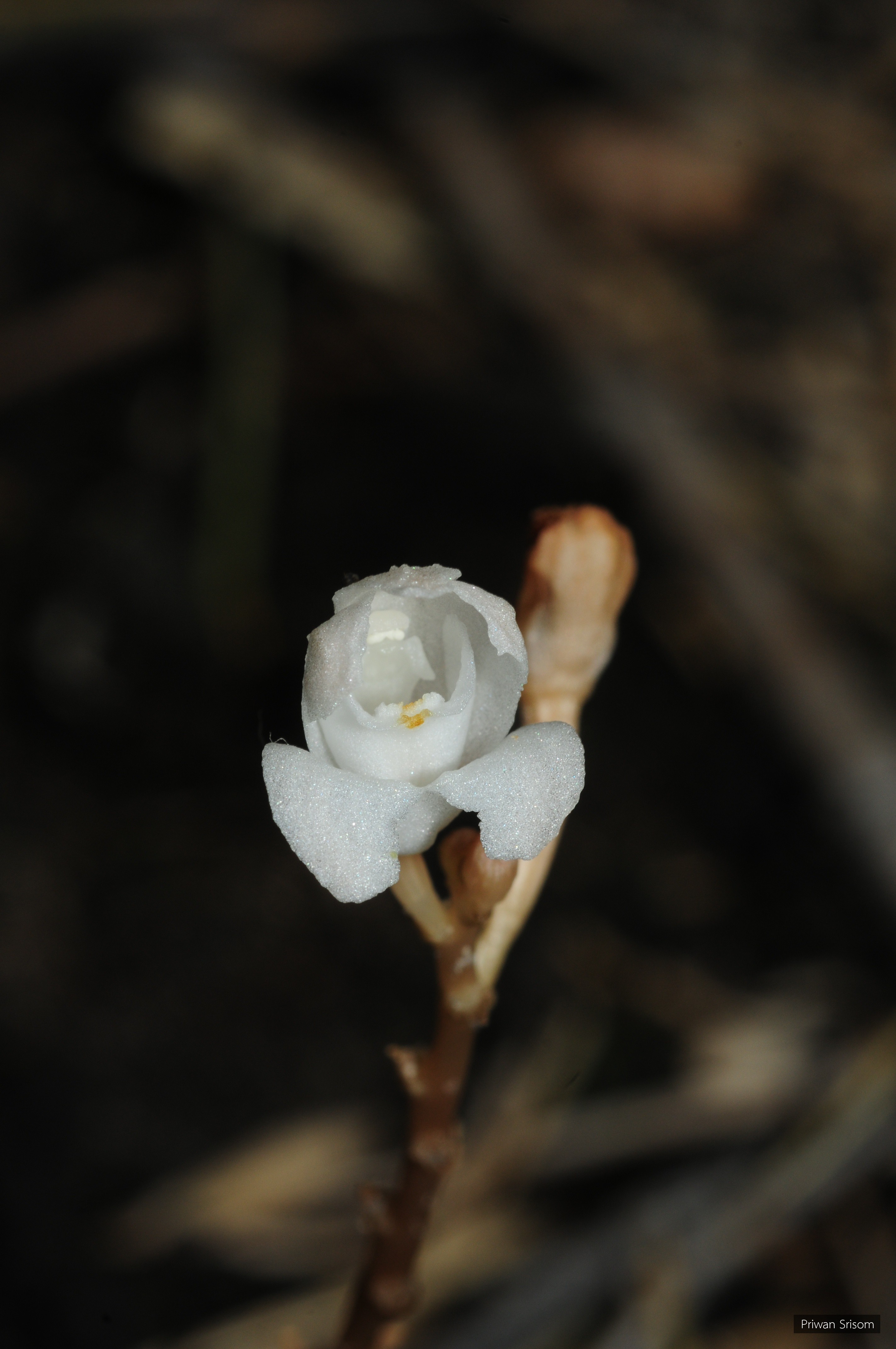 Didymoplexis pallens