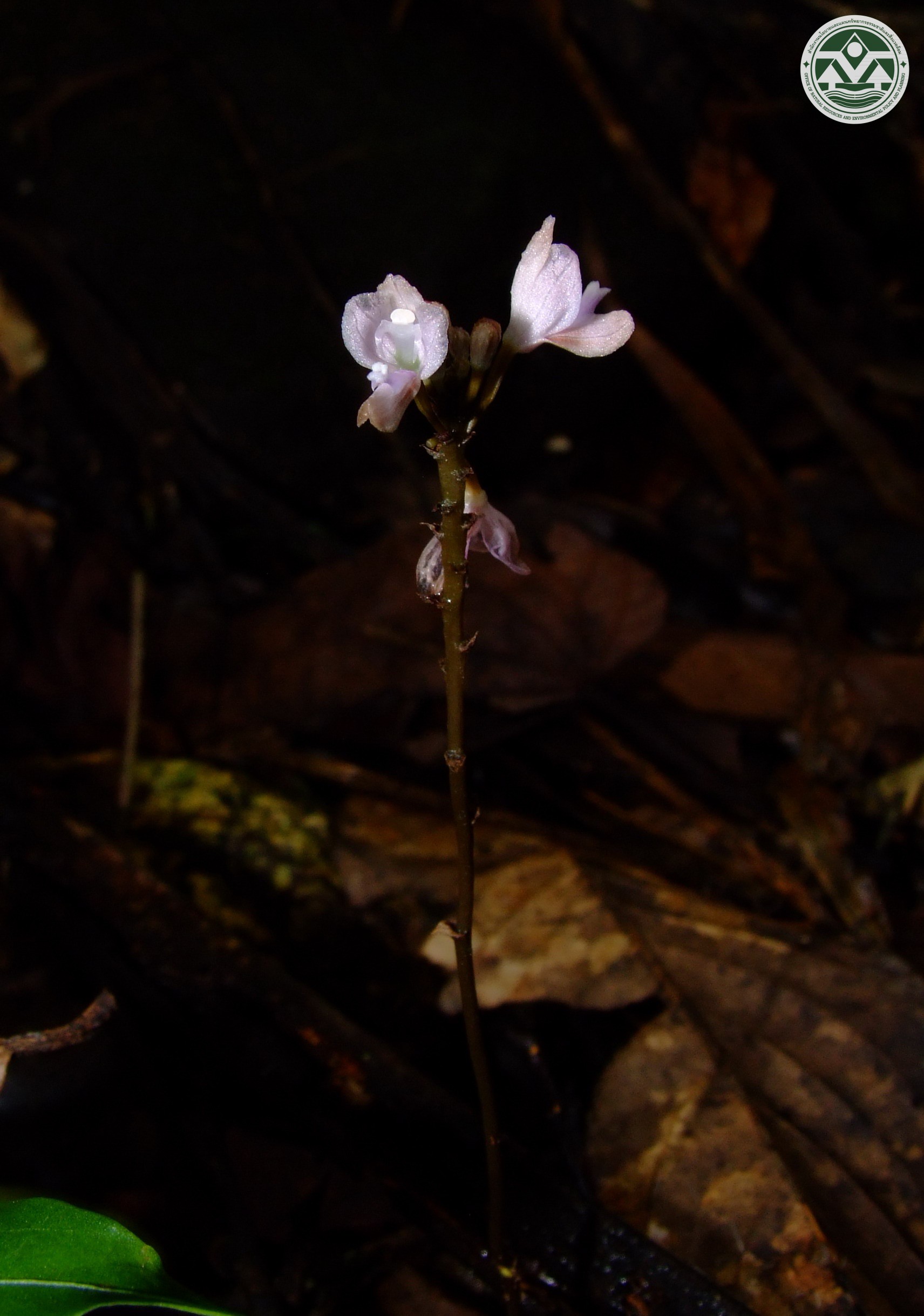 Didymoplexiella siamensis