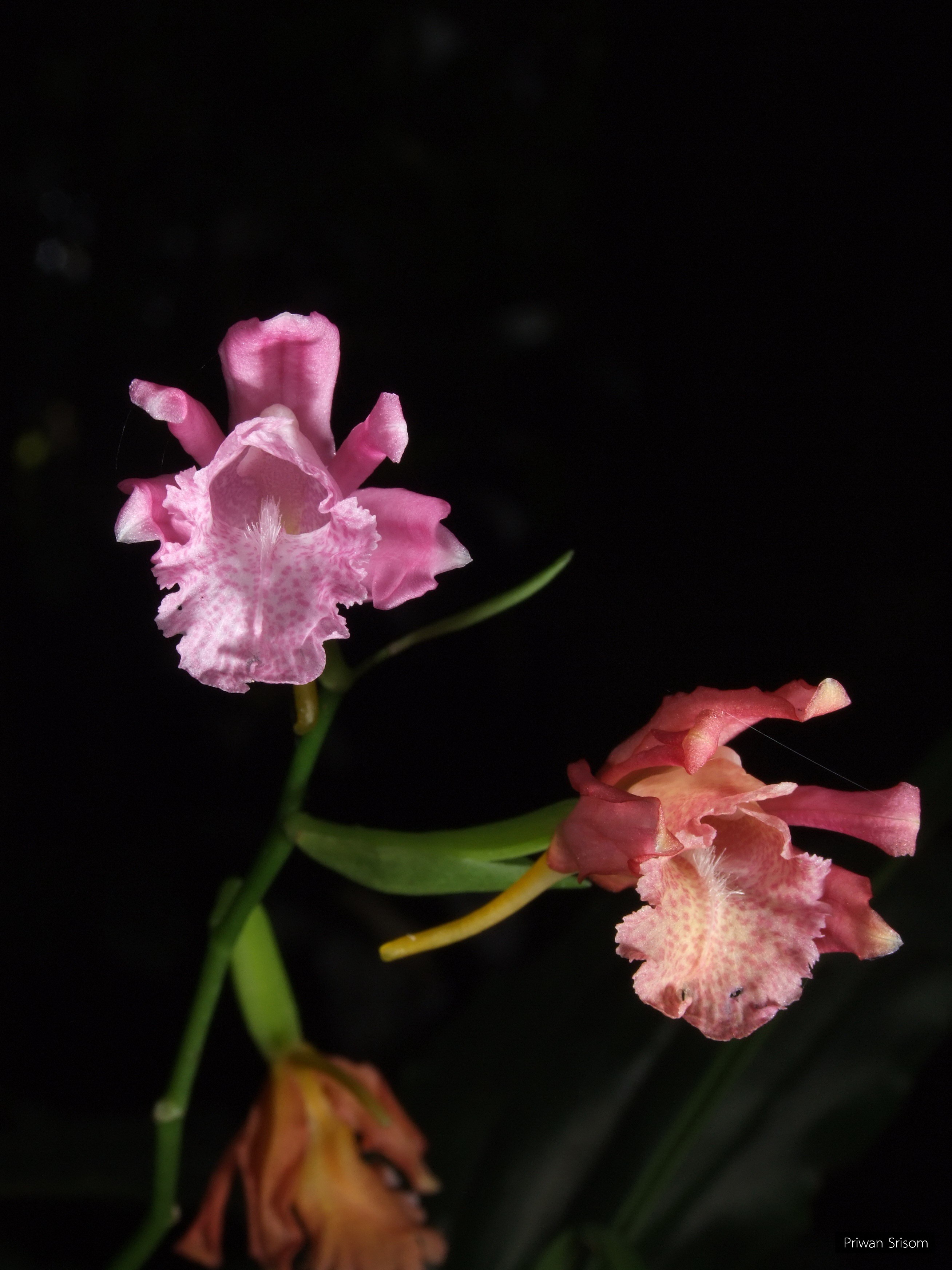 Phaius mishmensis