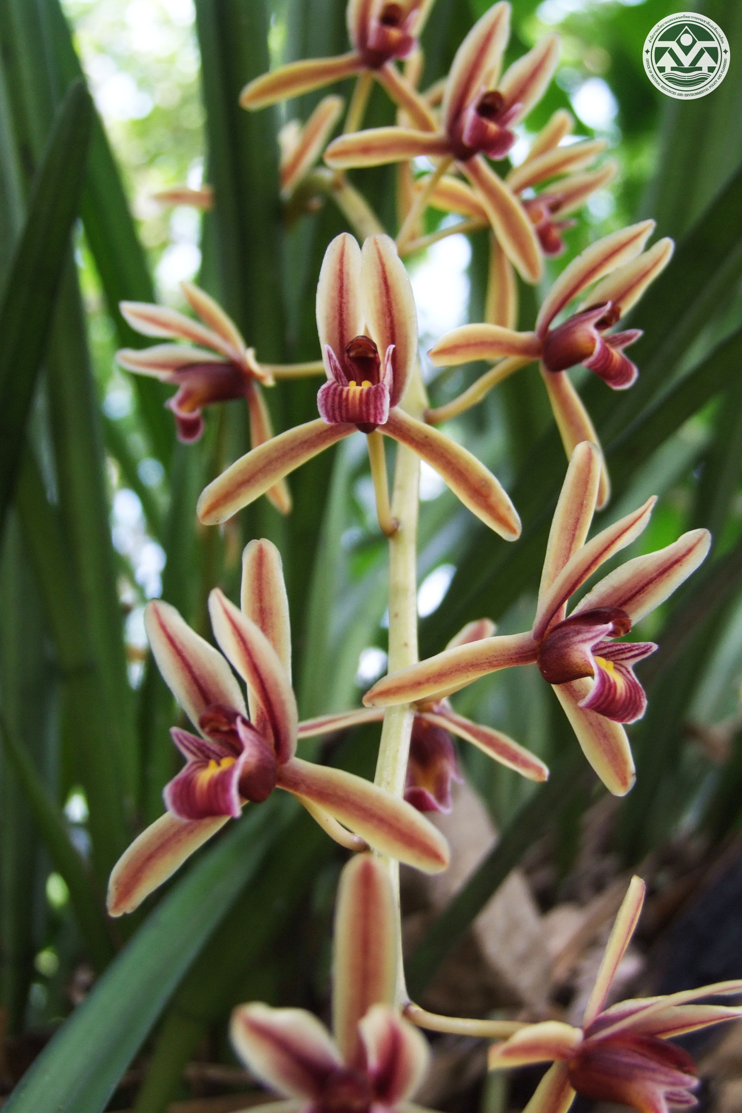 Cymbidium aloifolium