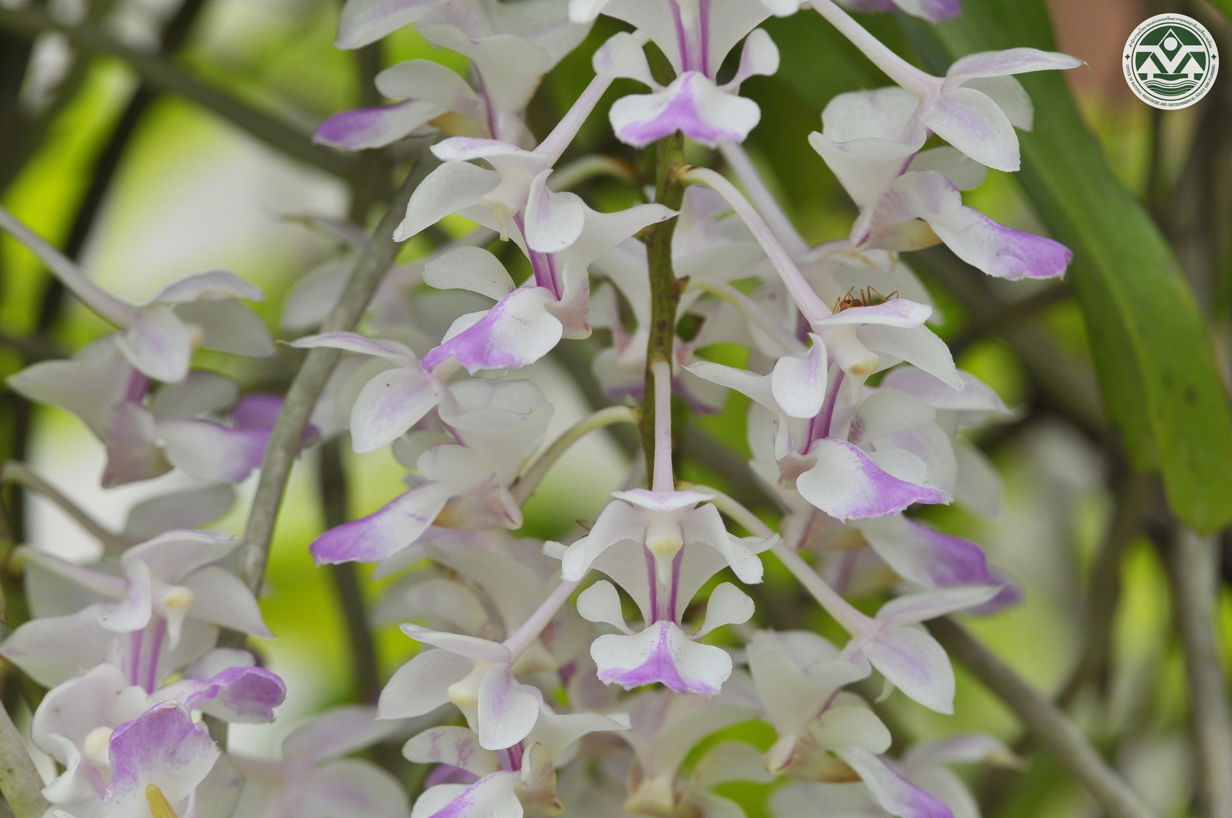 Aerides falcata