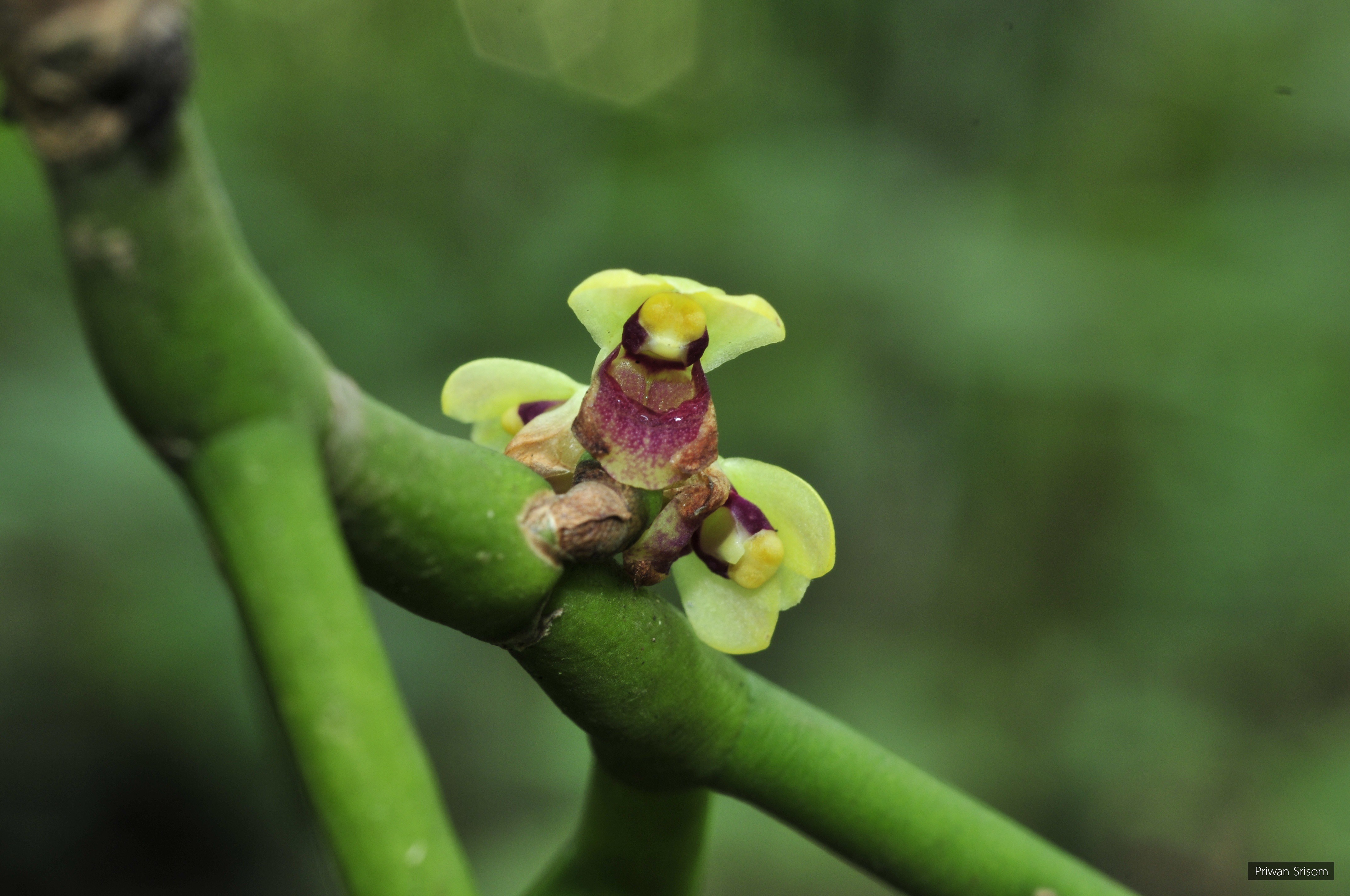 Luisia zollingeri