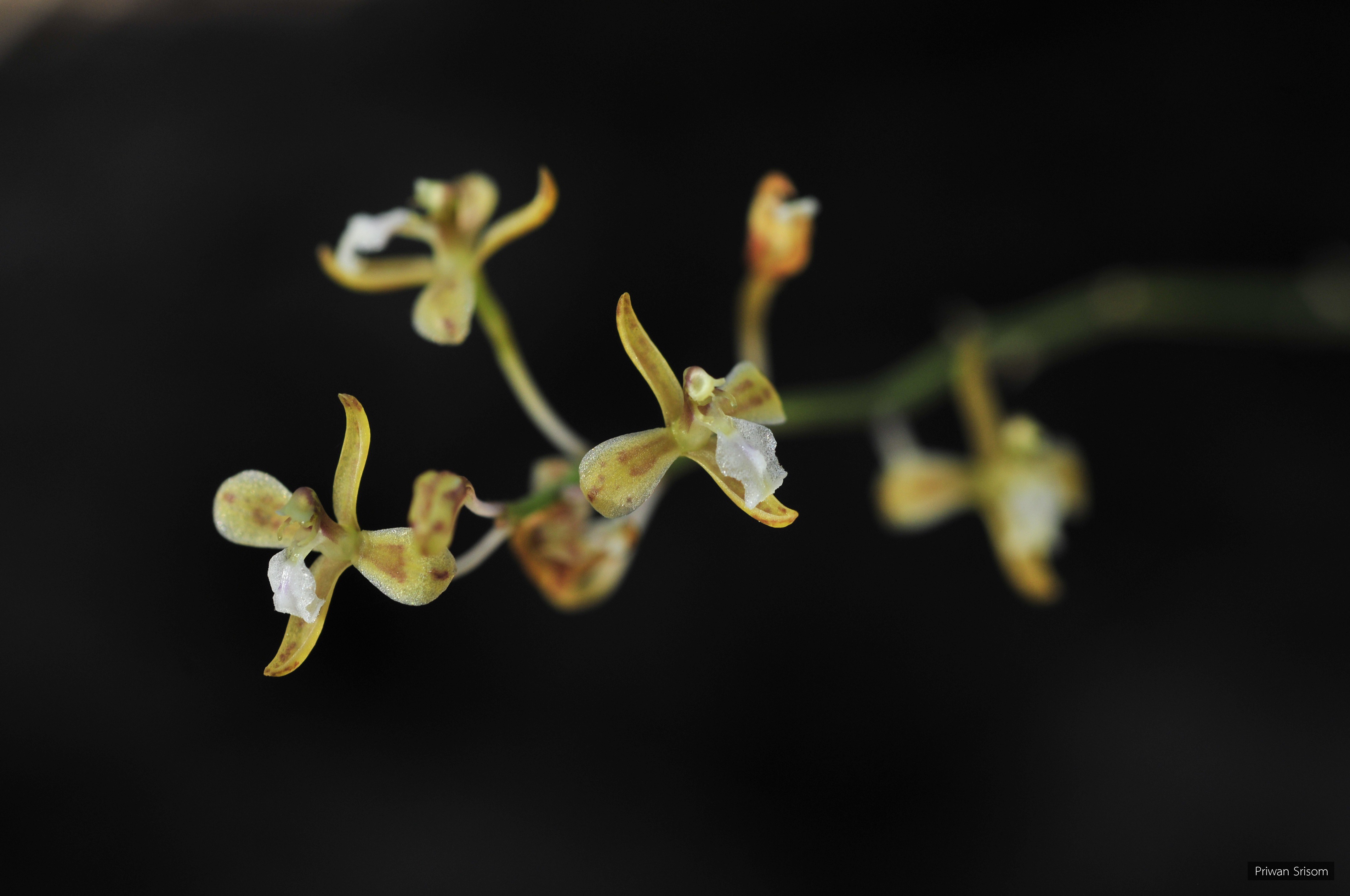 Acriopsis indica