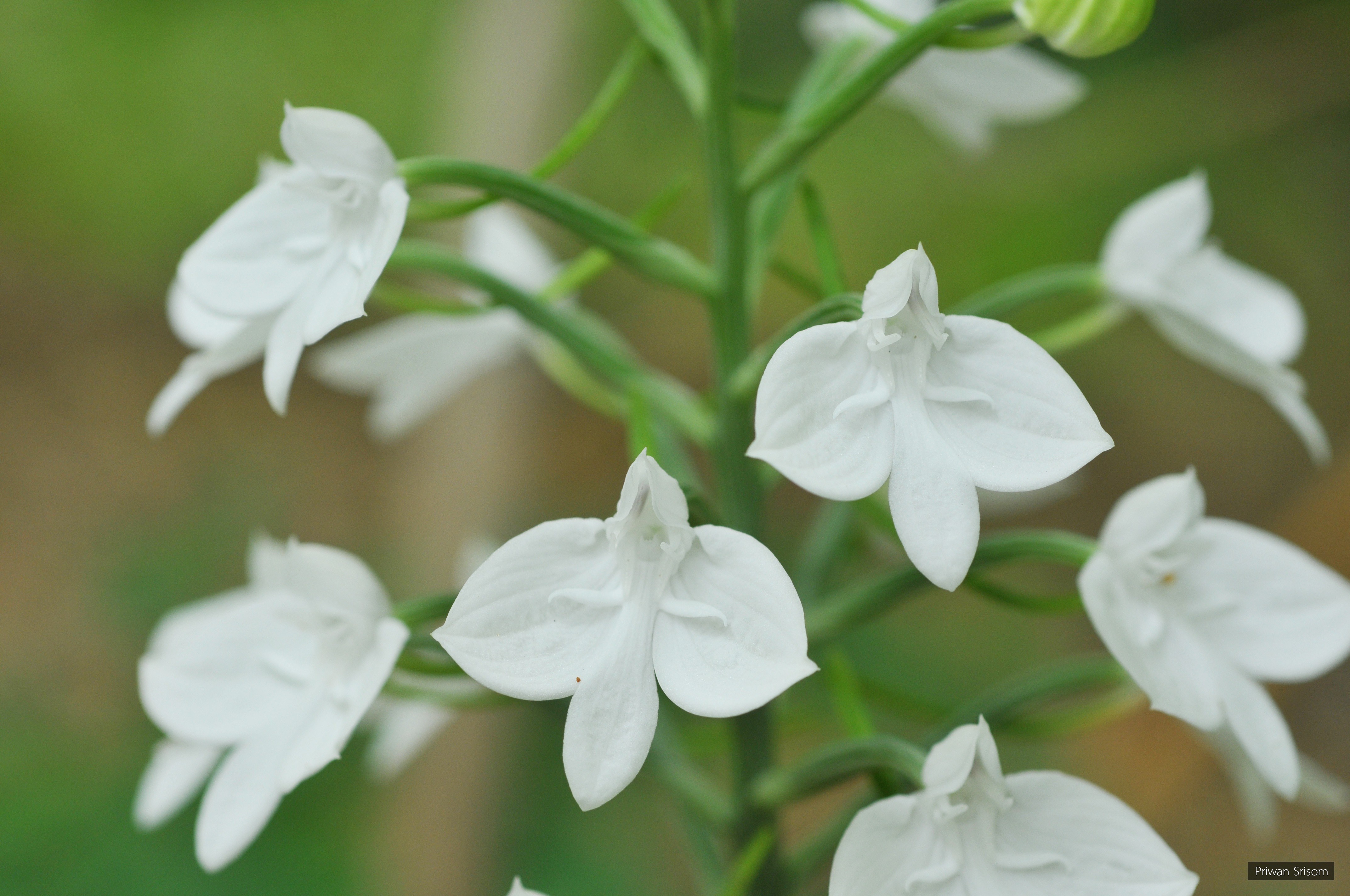 Habenaria lindleyana