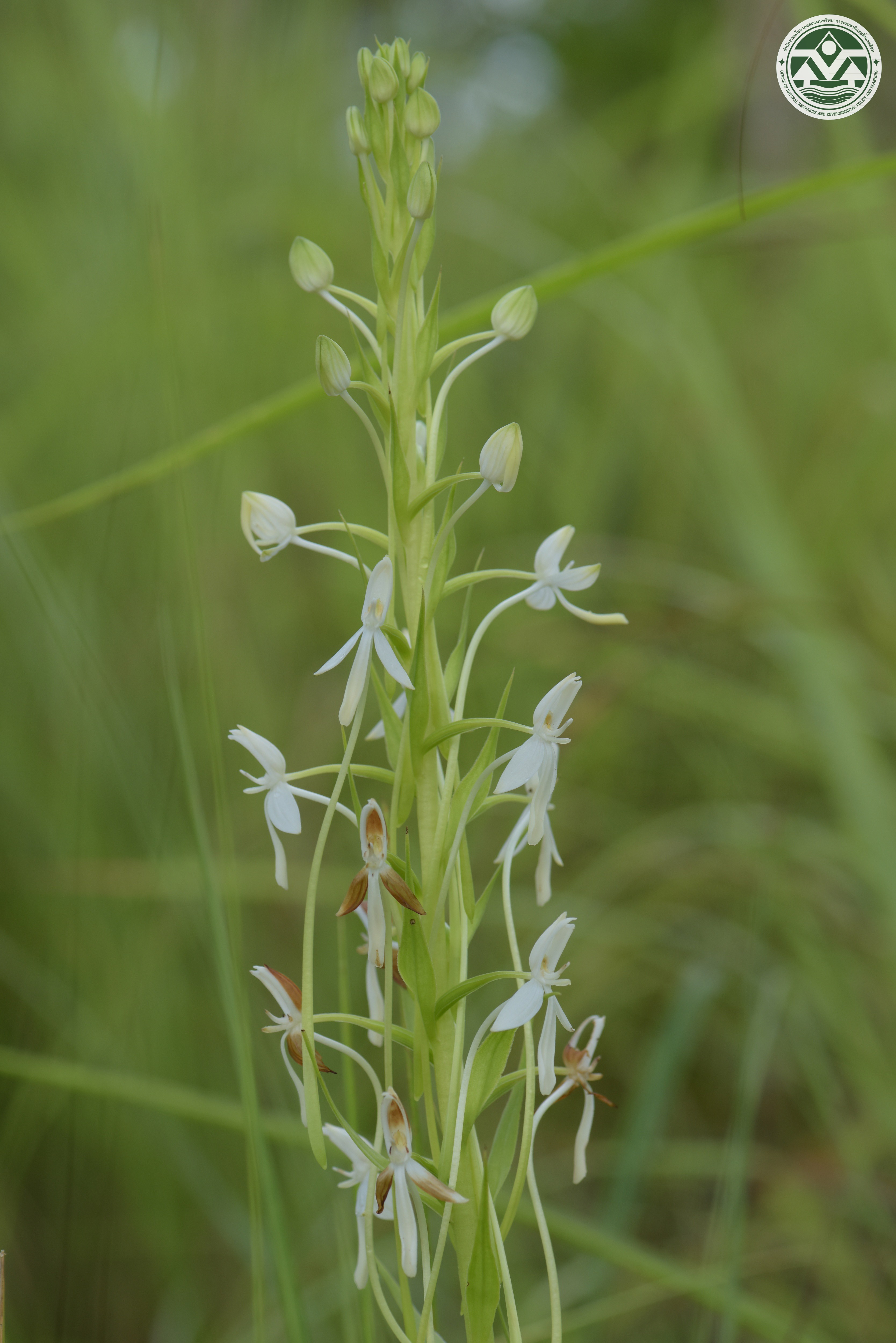 Habenaria hosseusii
