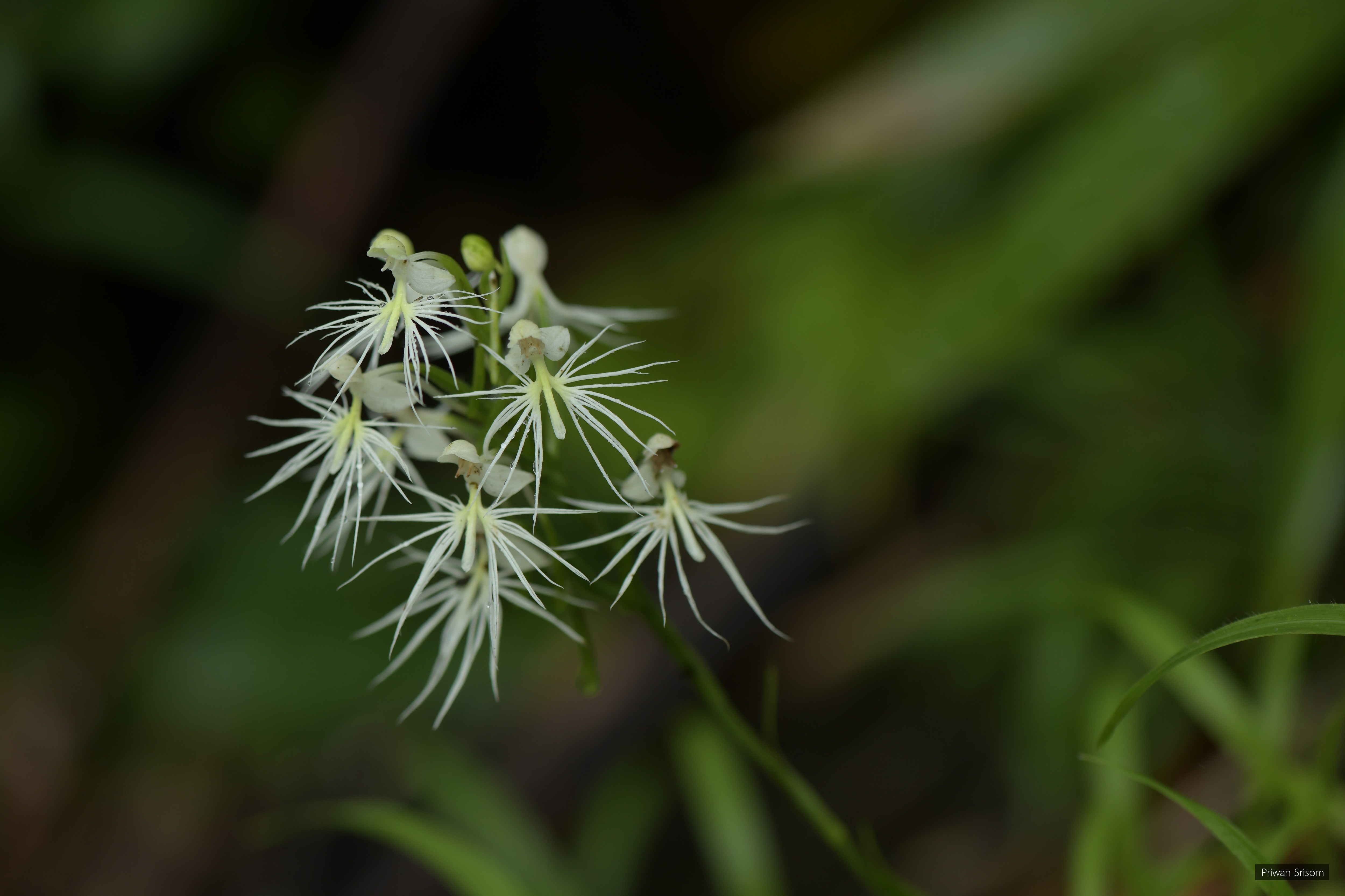 Habenaria myriotricha