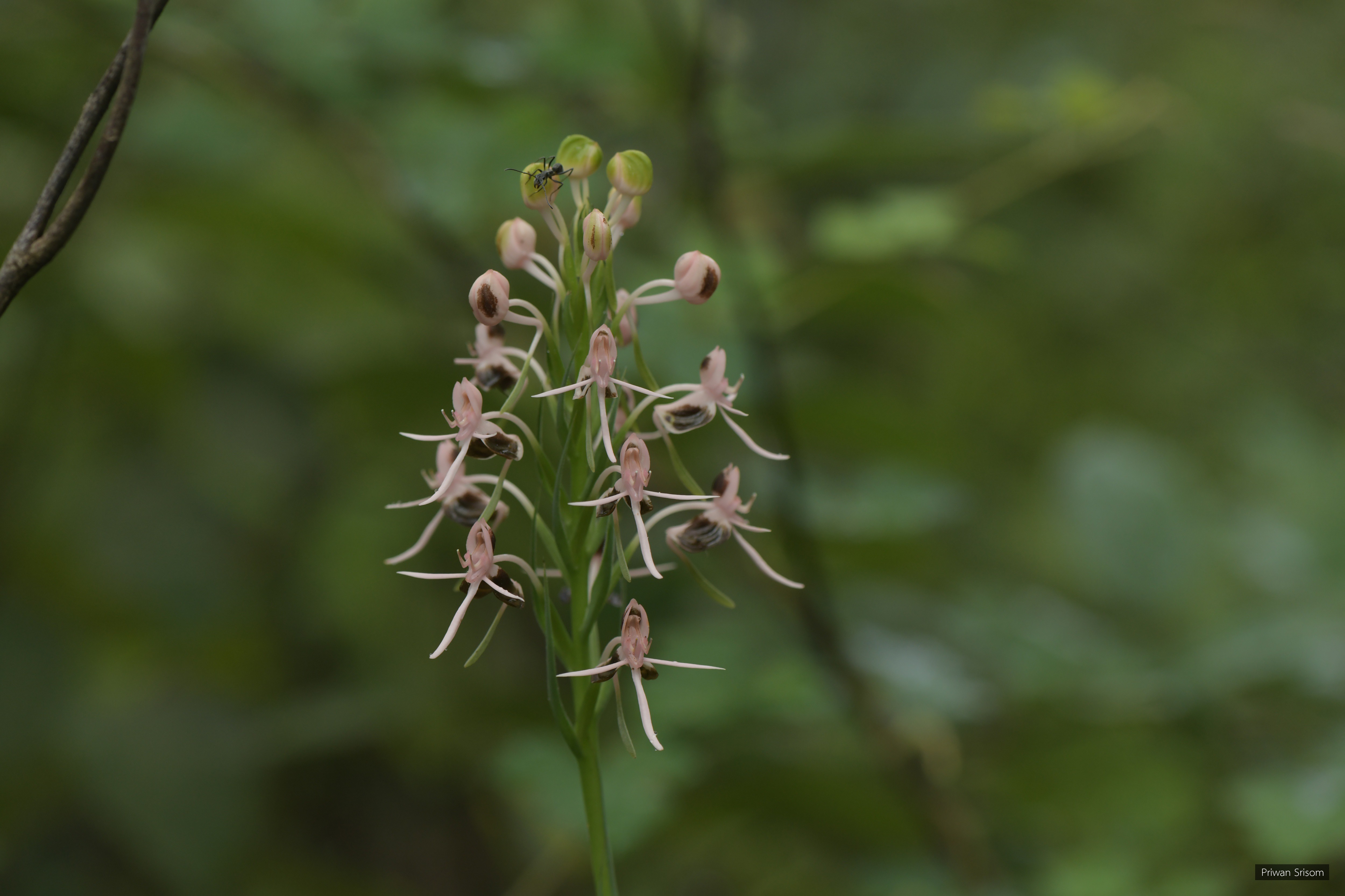 Habenaria rostellifera