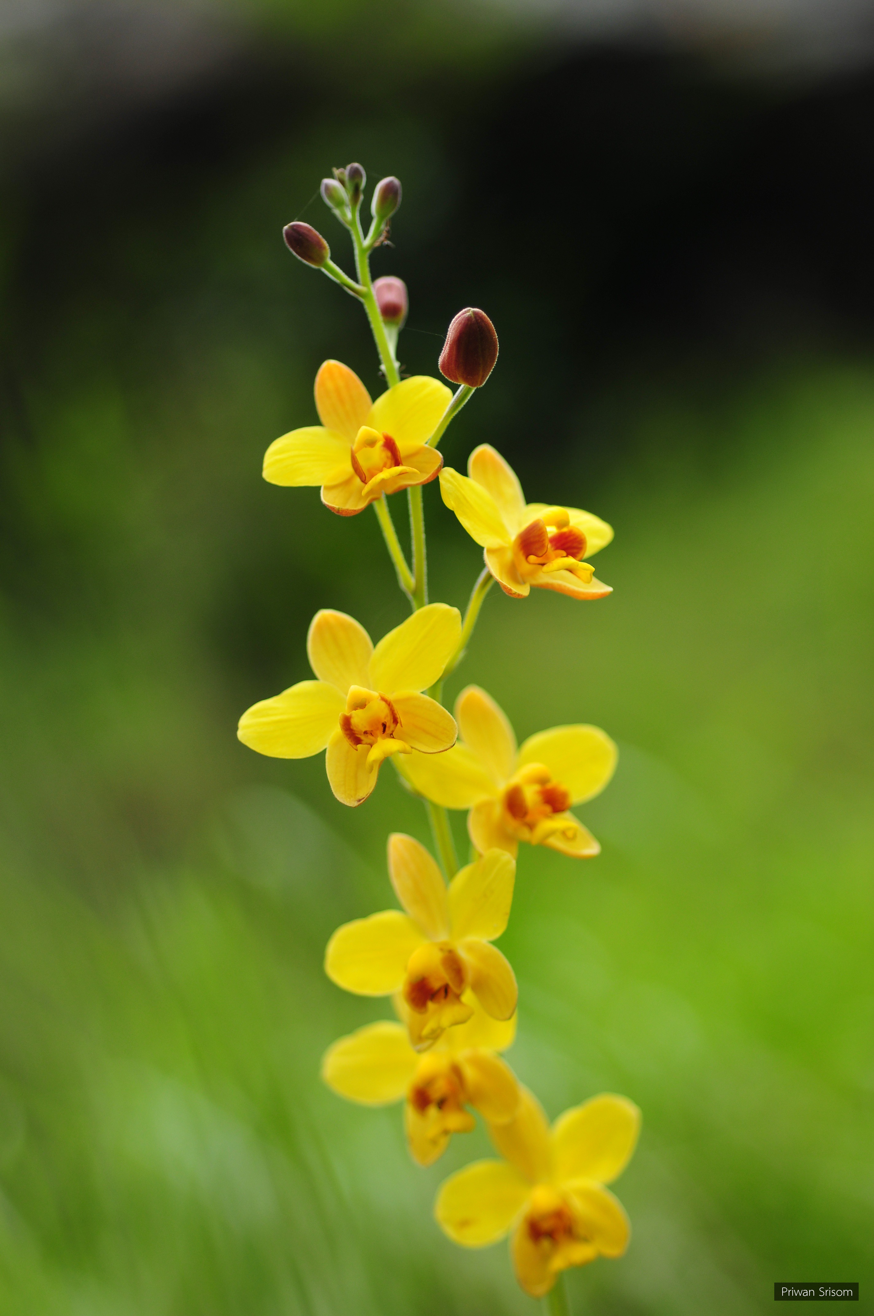 Spathoglottis pubescens