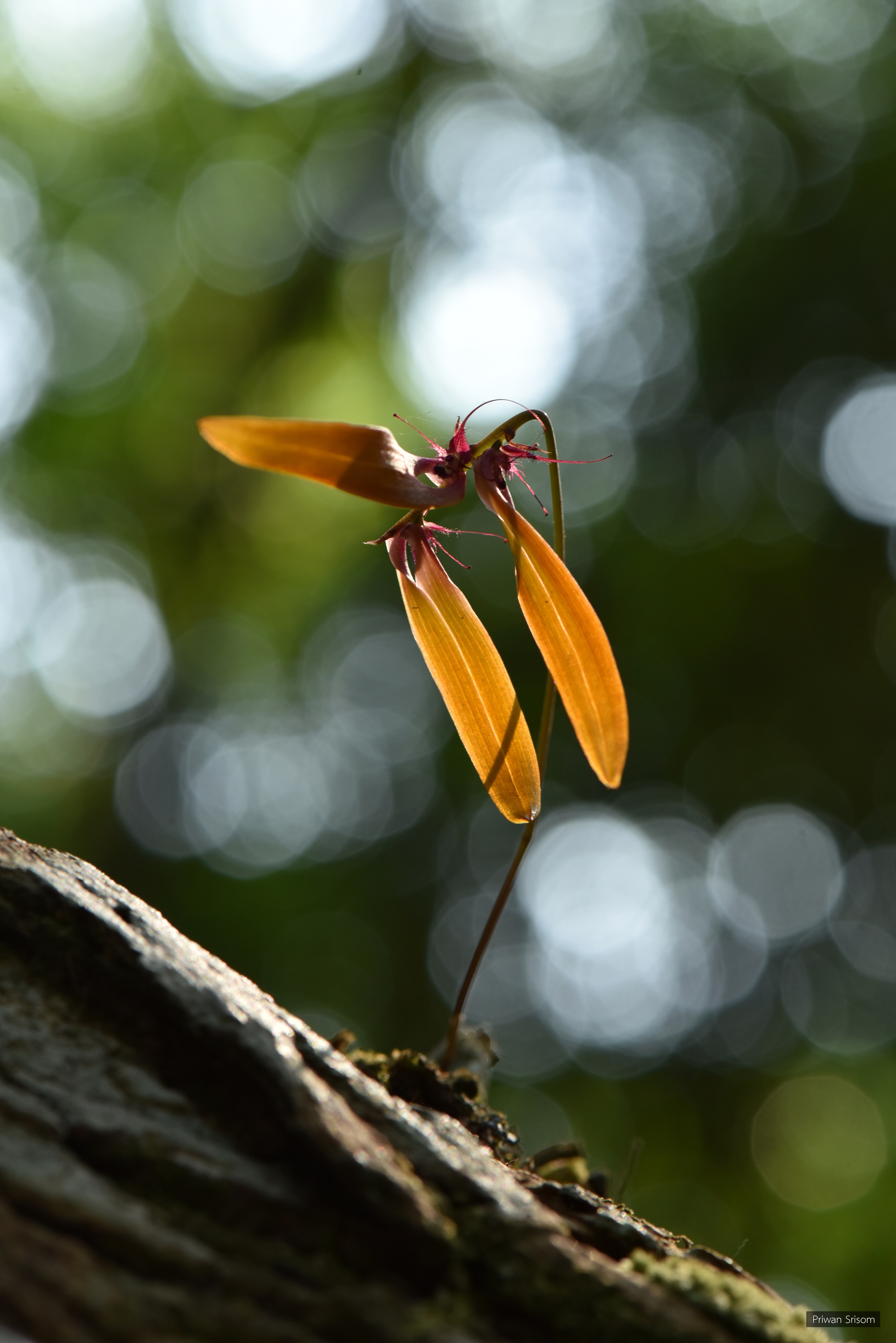 Bulbophyllum guttifilum