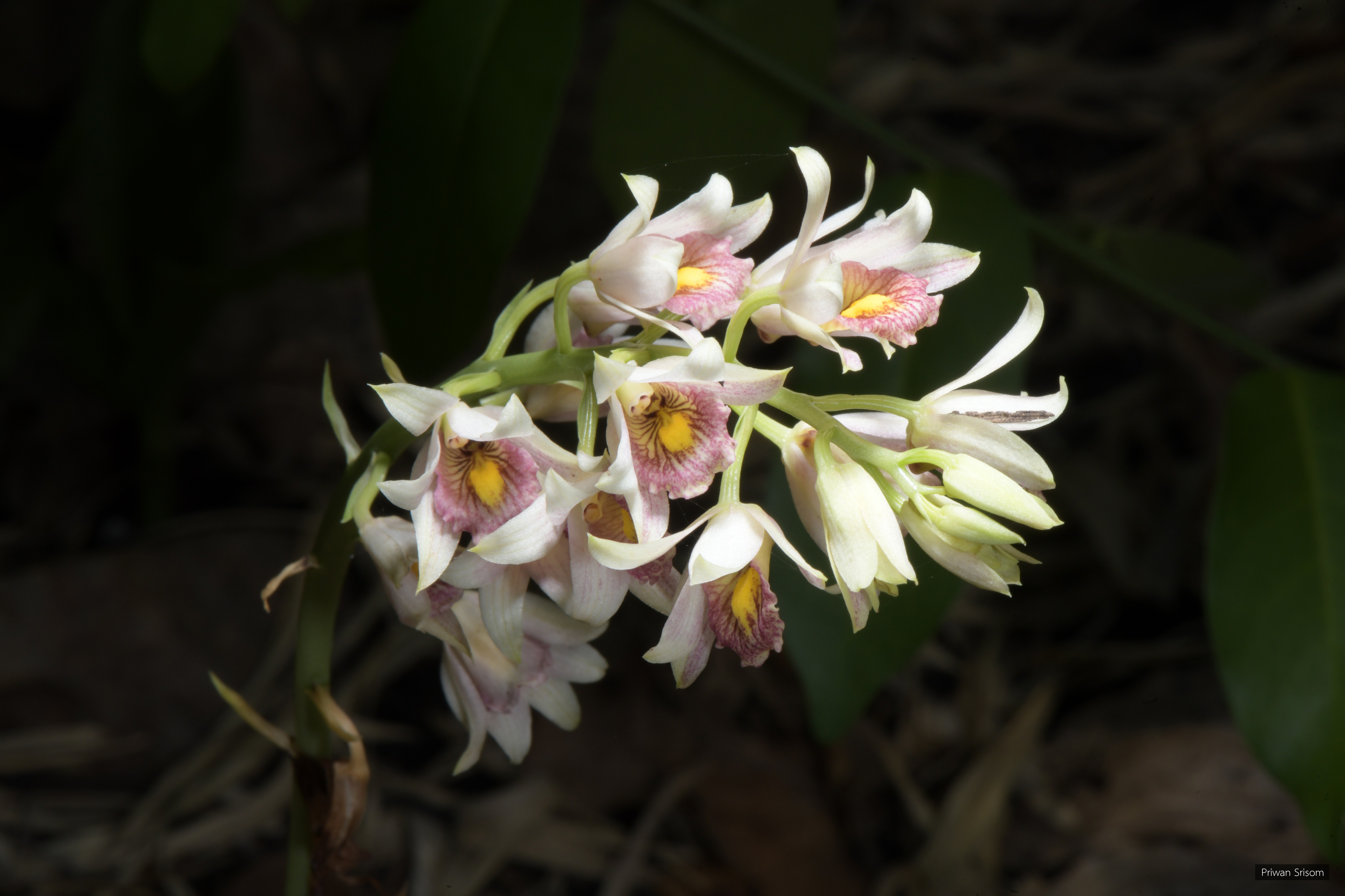 Eulophia picta
