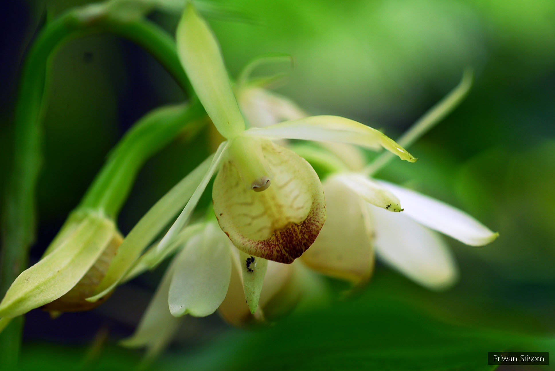 Eulophia terrestris