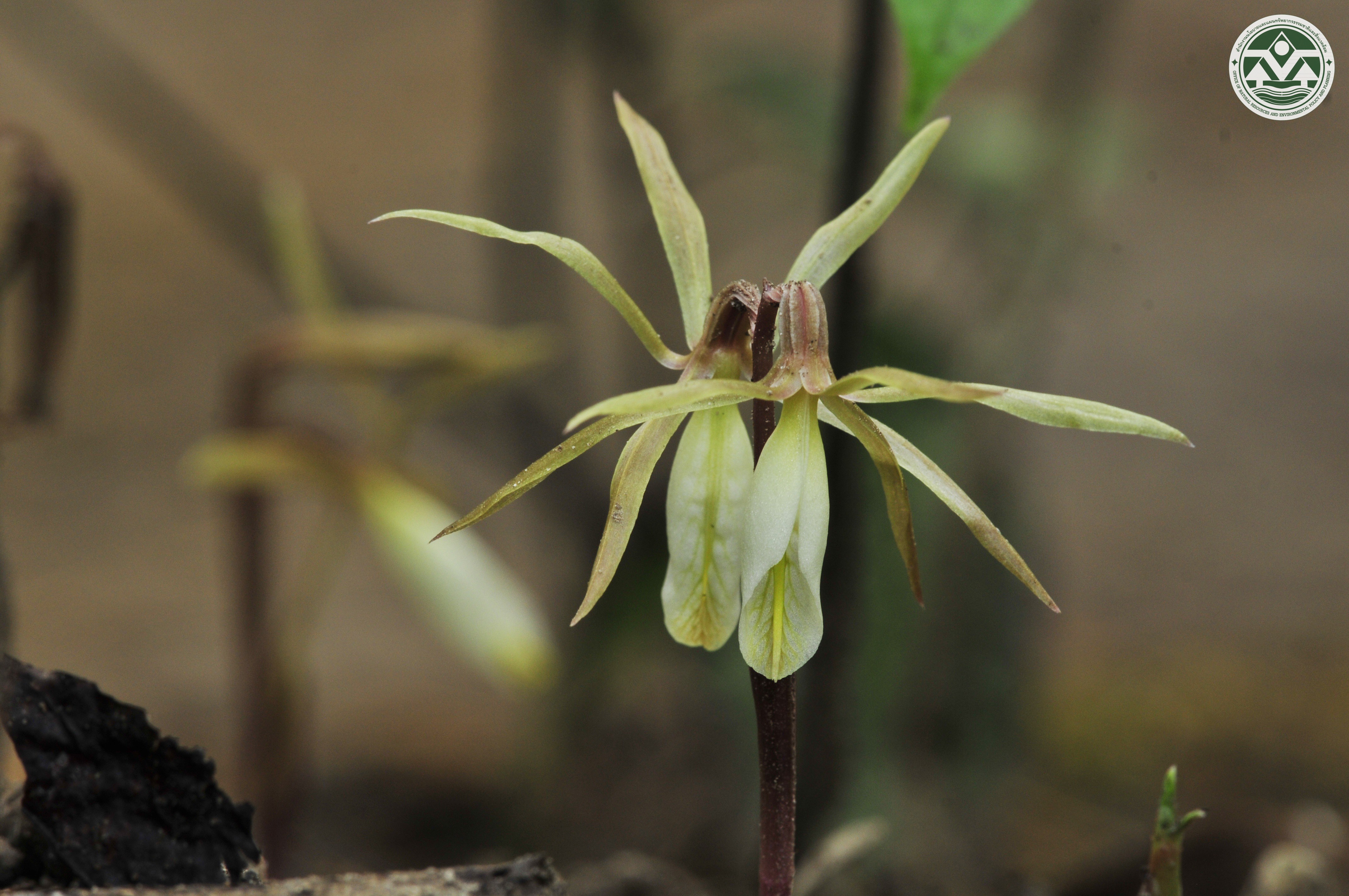 Nervilia plicata