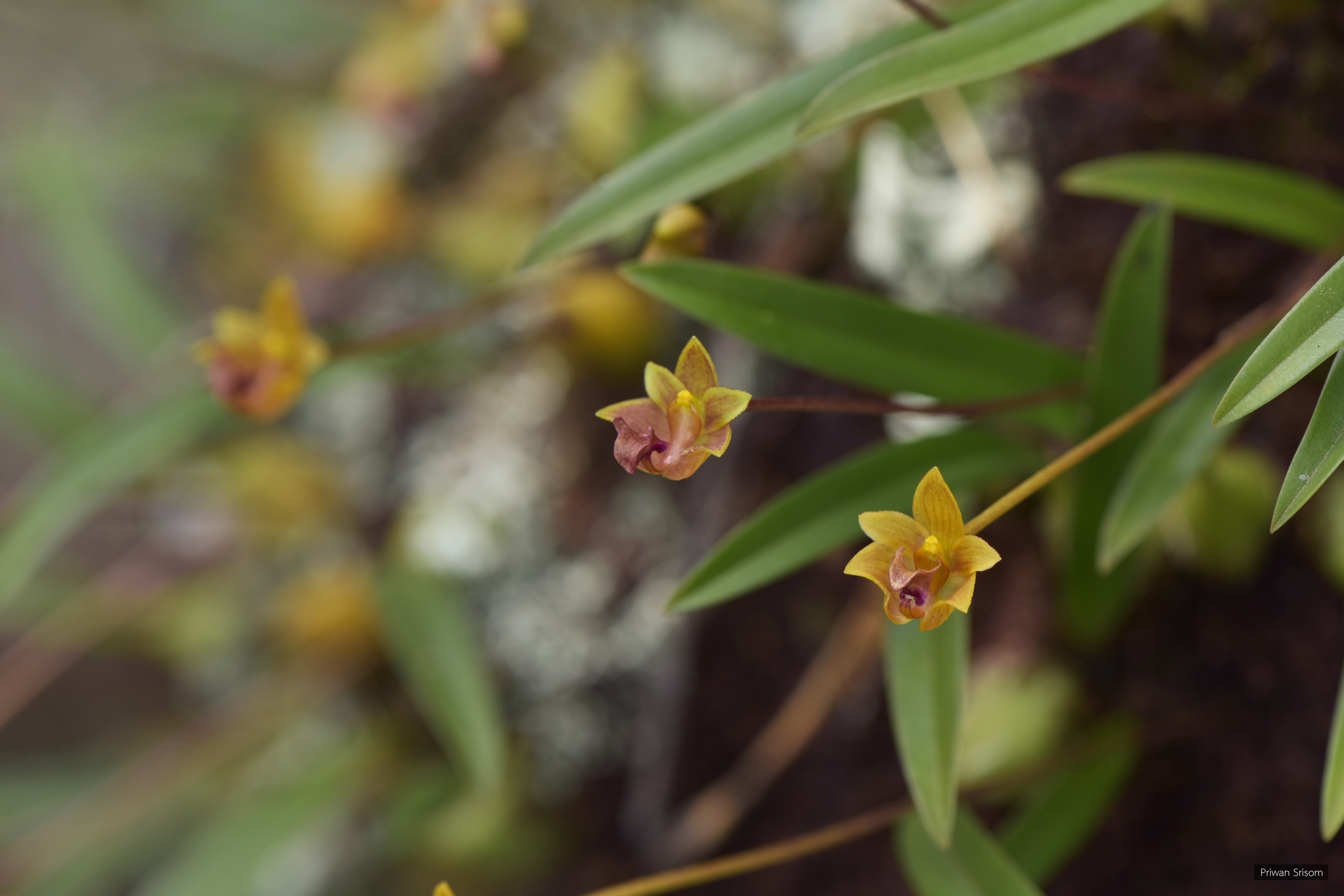 Bulbophyllum capillipes