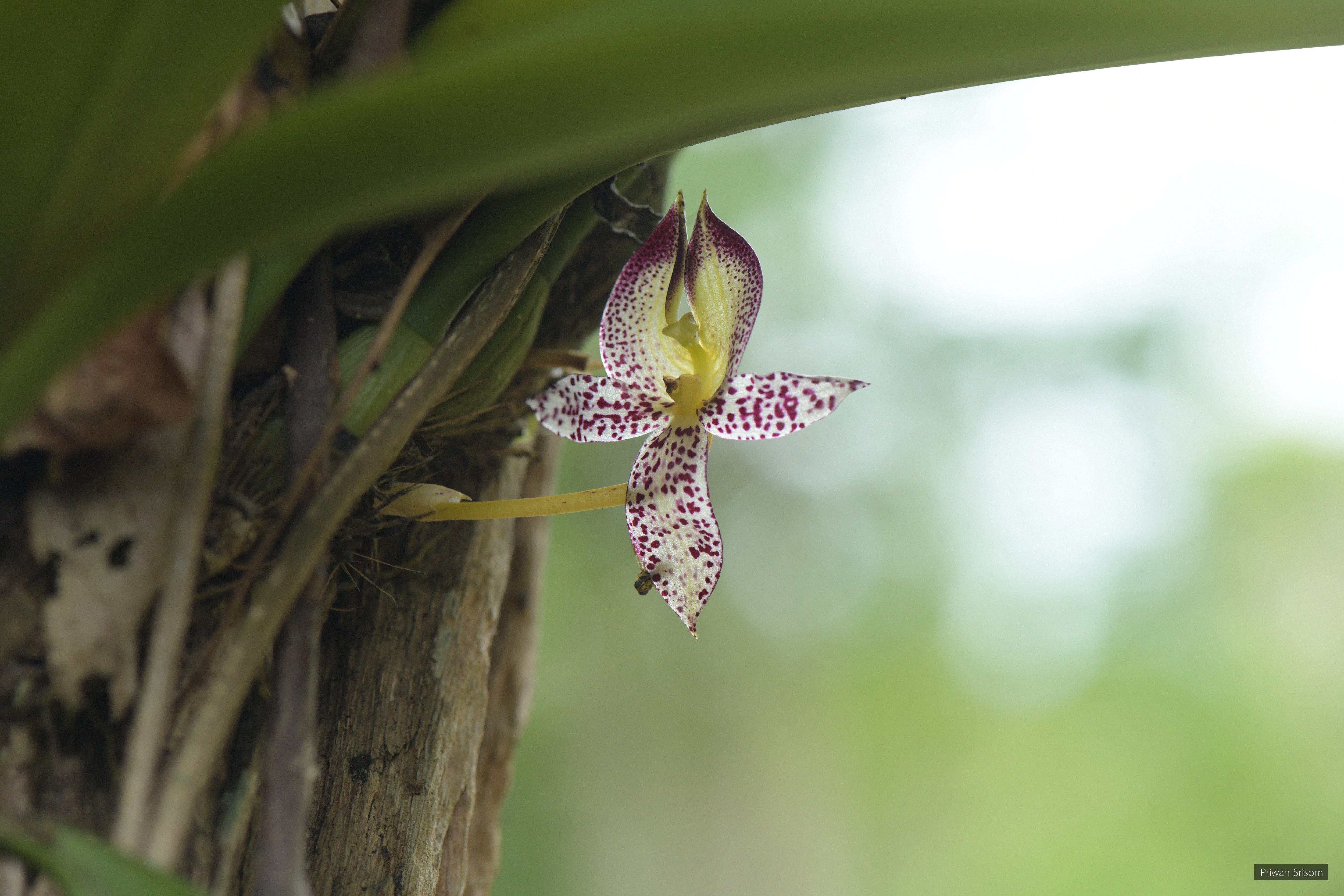 Bulbophyllum macranthum
