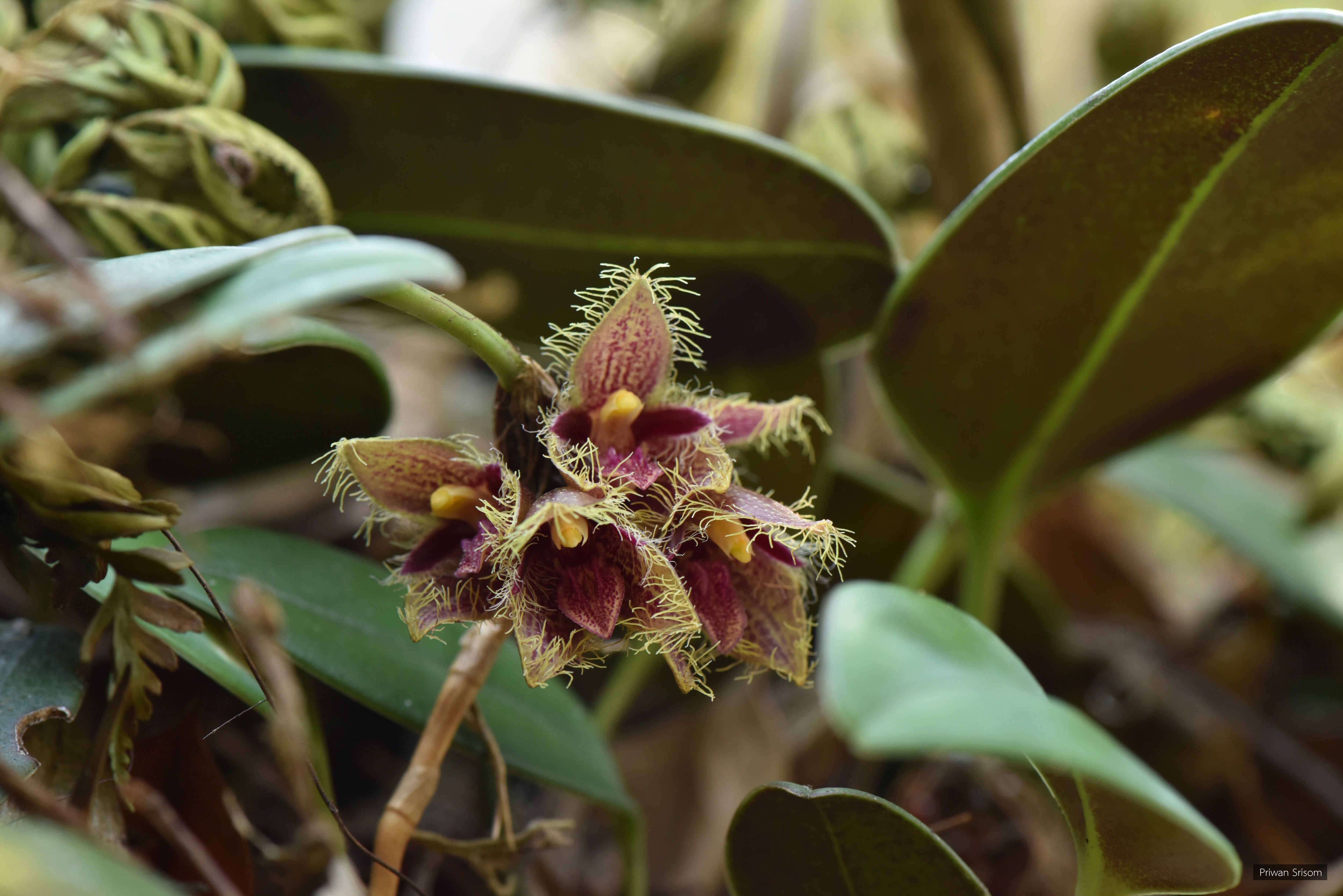 Bulbophyllum dayanum