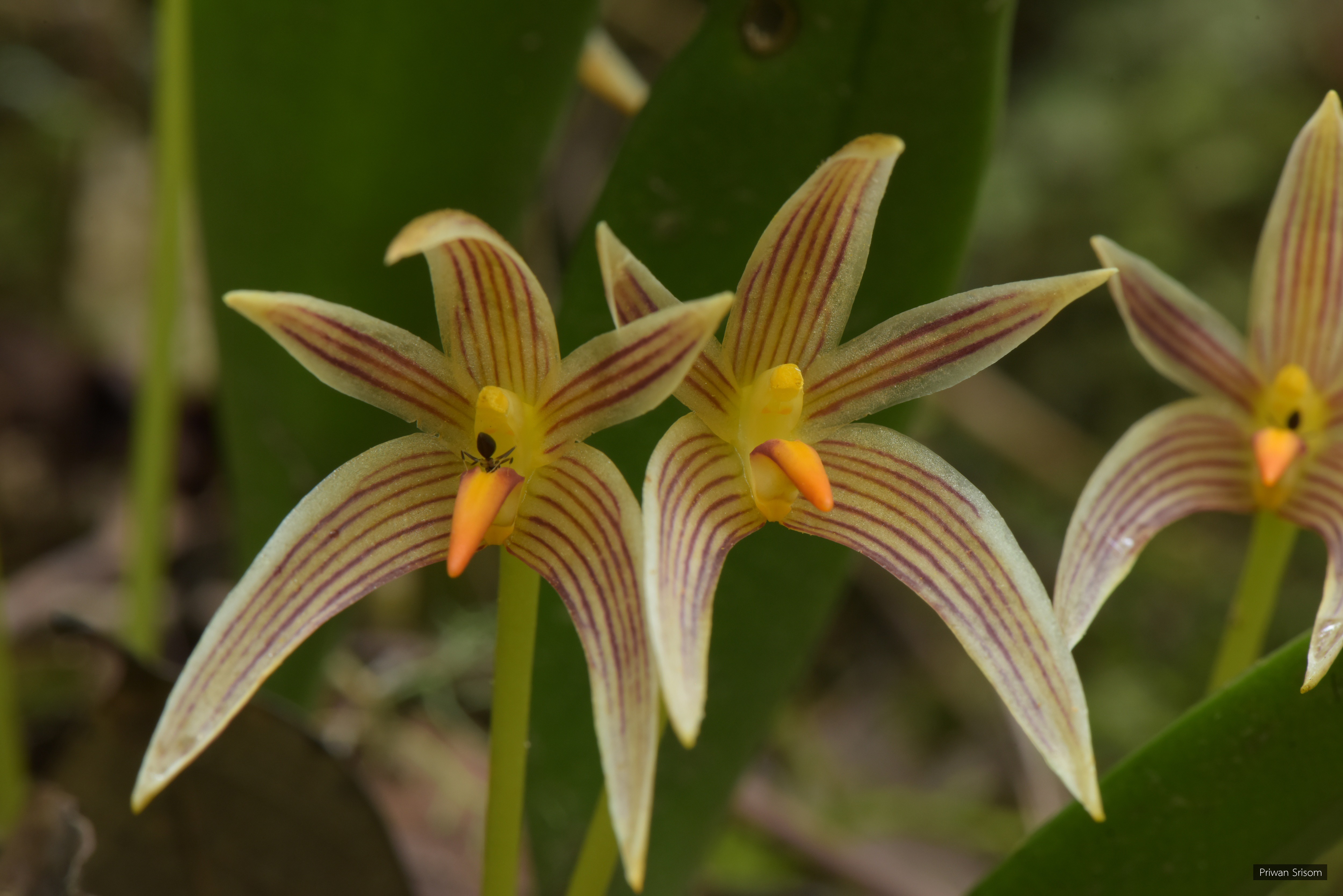 Bulbophyllum affine