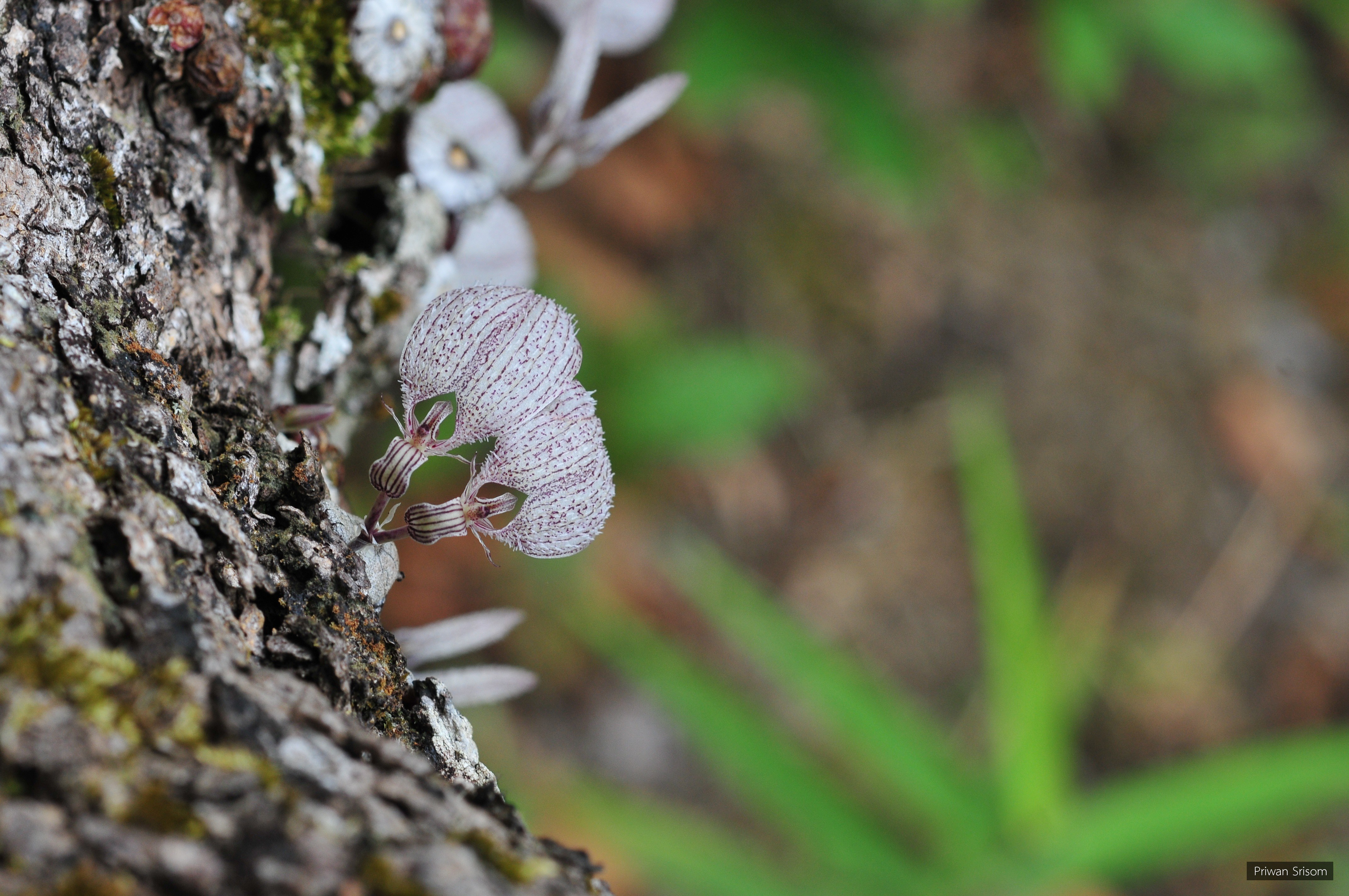 Bulbophyllum polliculosum