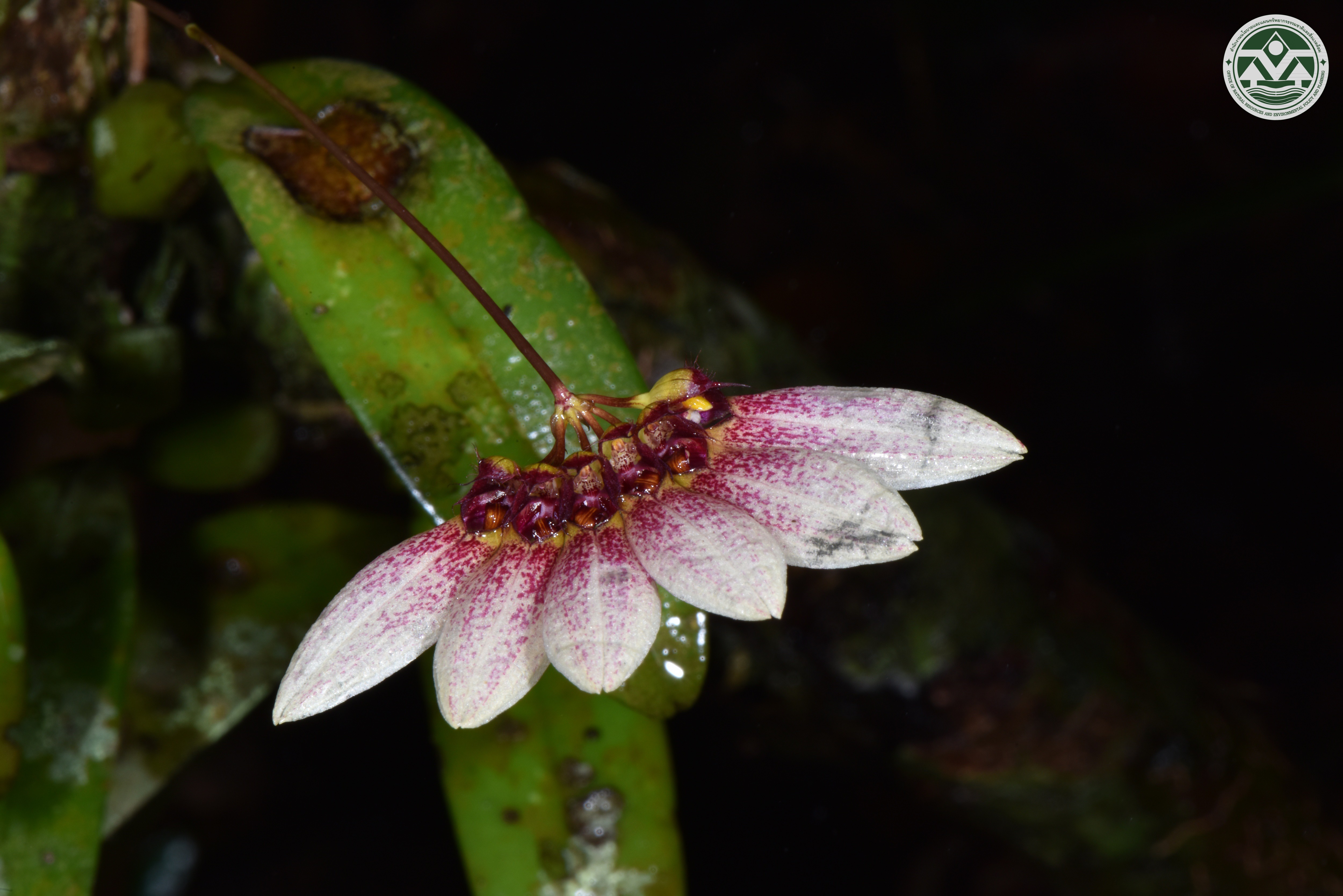 Bulbophyllum lepidum
