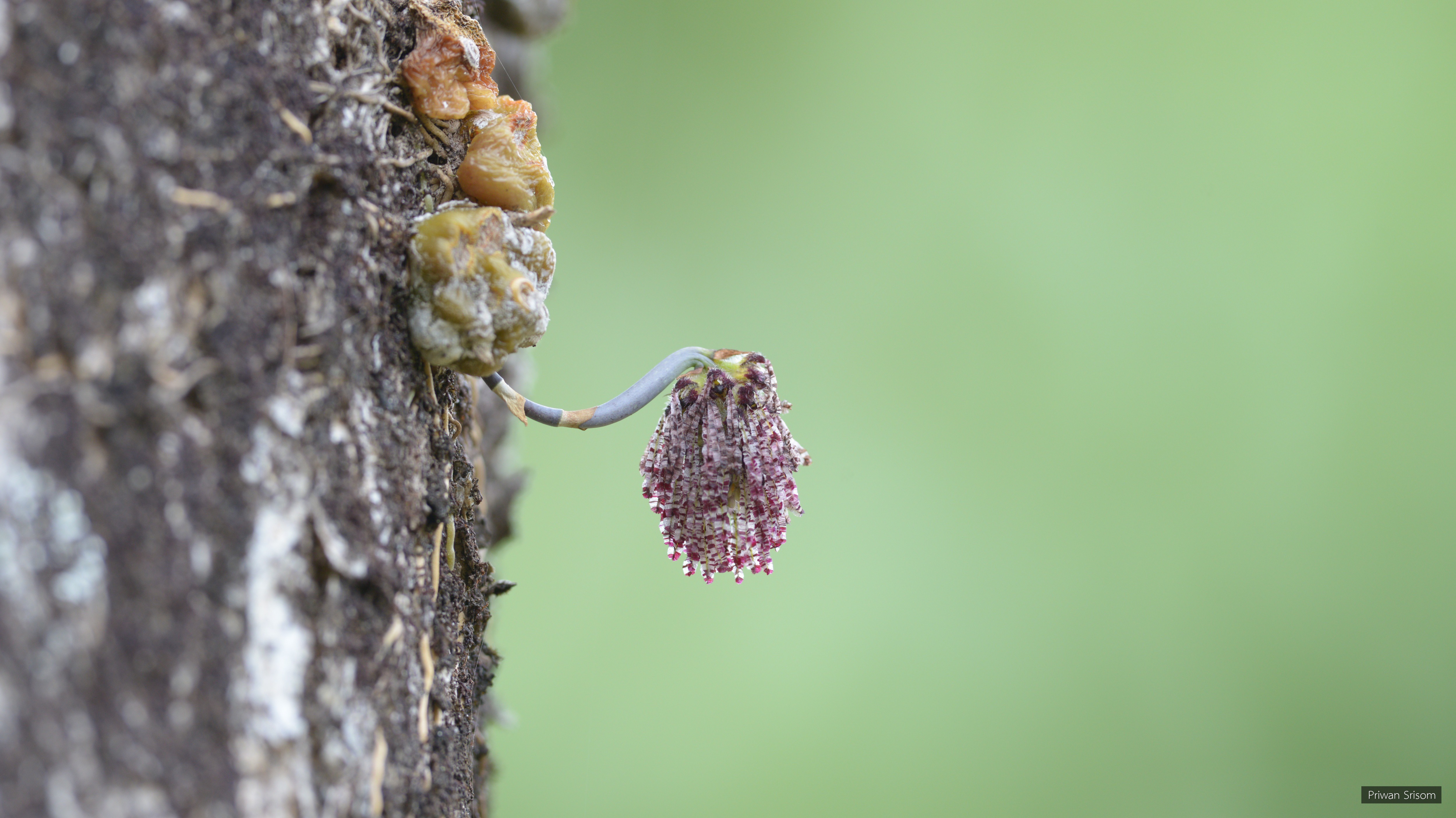 Bulbophyllum tripaleum