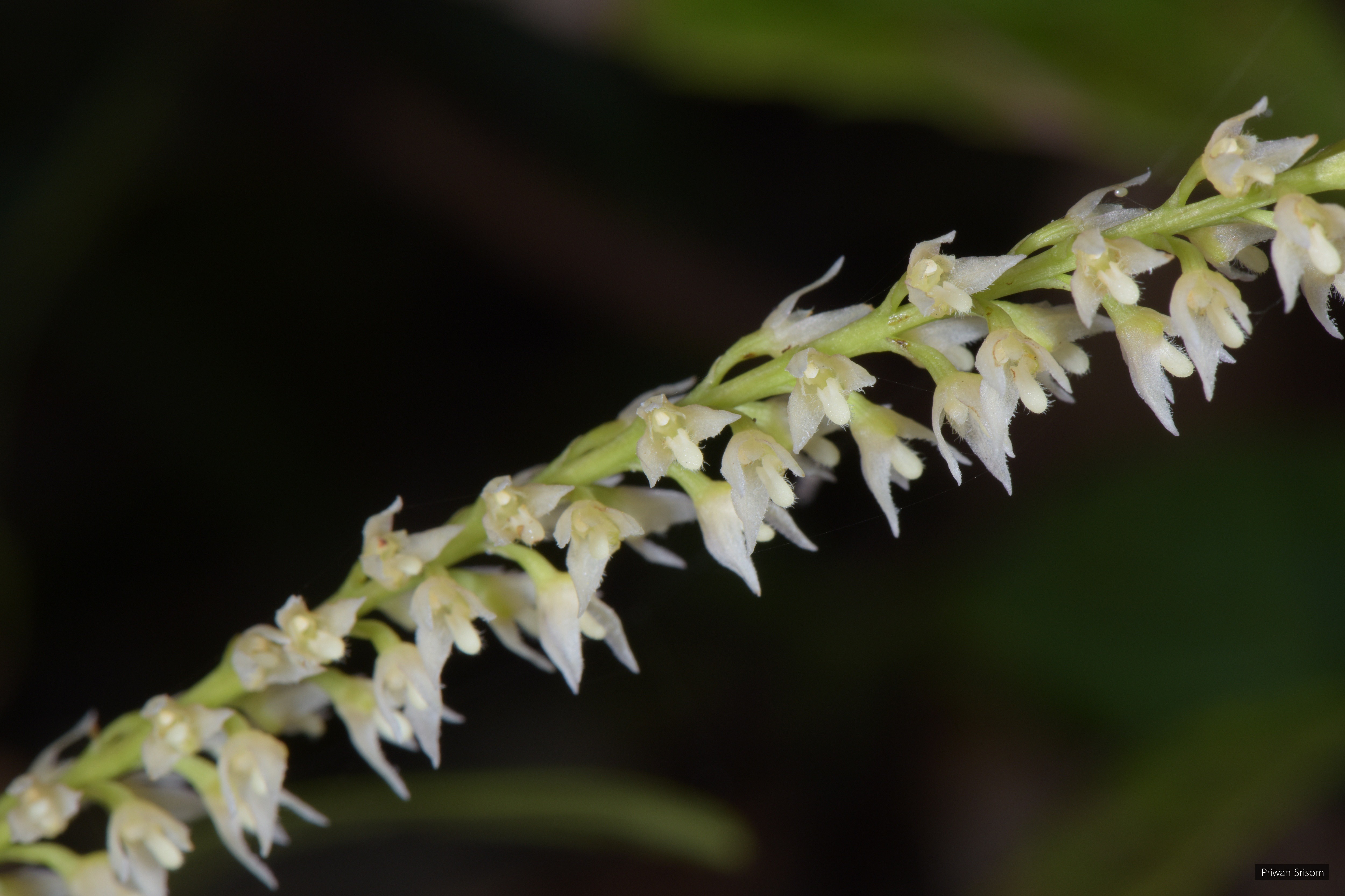 Bulbophyllum parviflorum