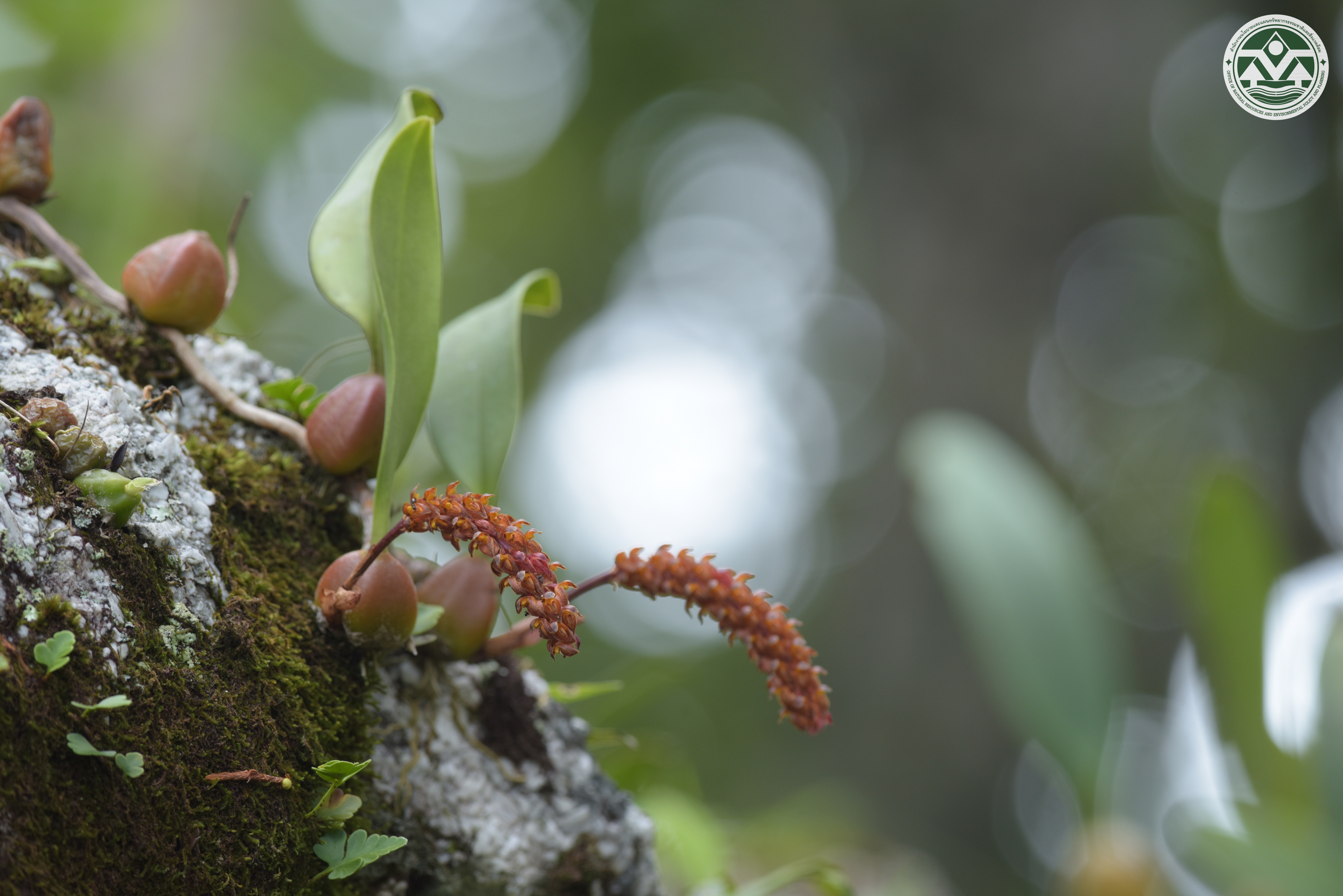 Bulbophyllum wangkaense