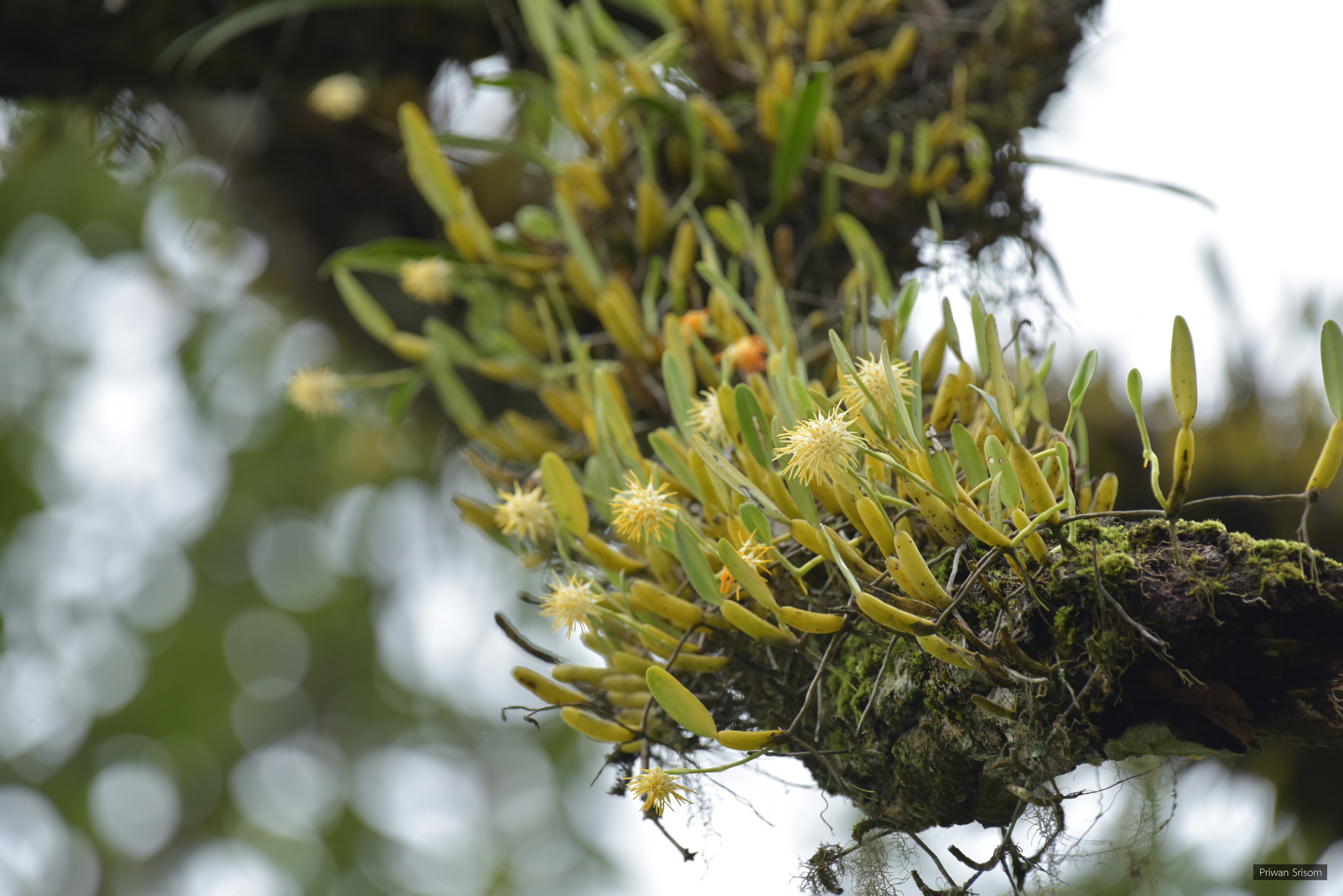 Bulbophyllum odoratissimum