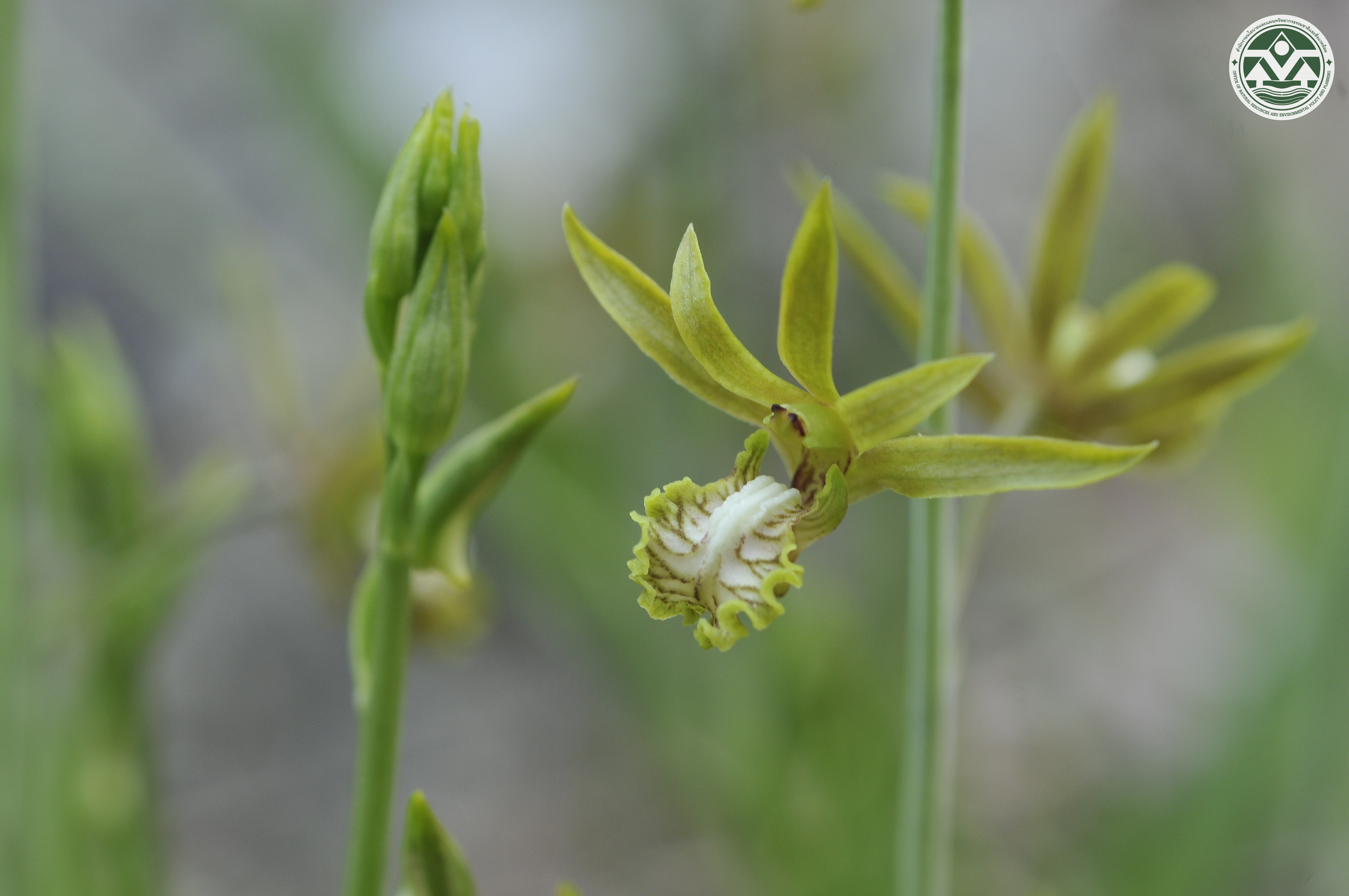 Eulophia andamanensis