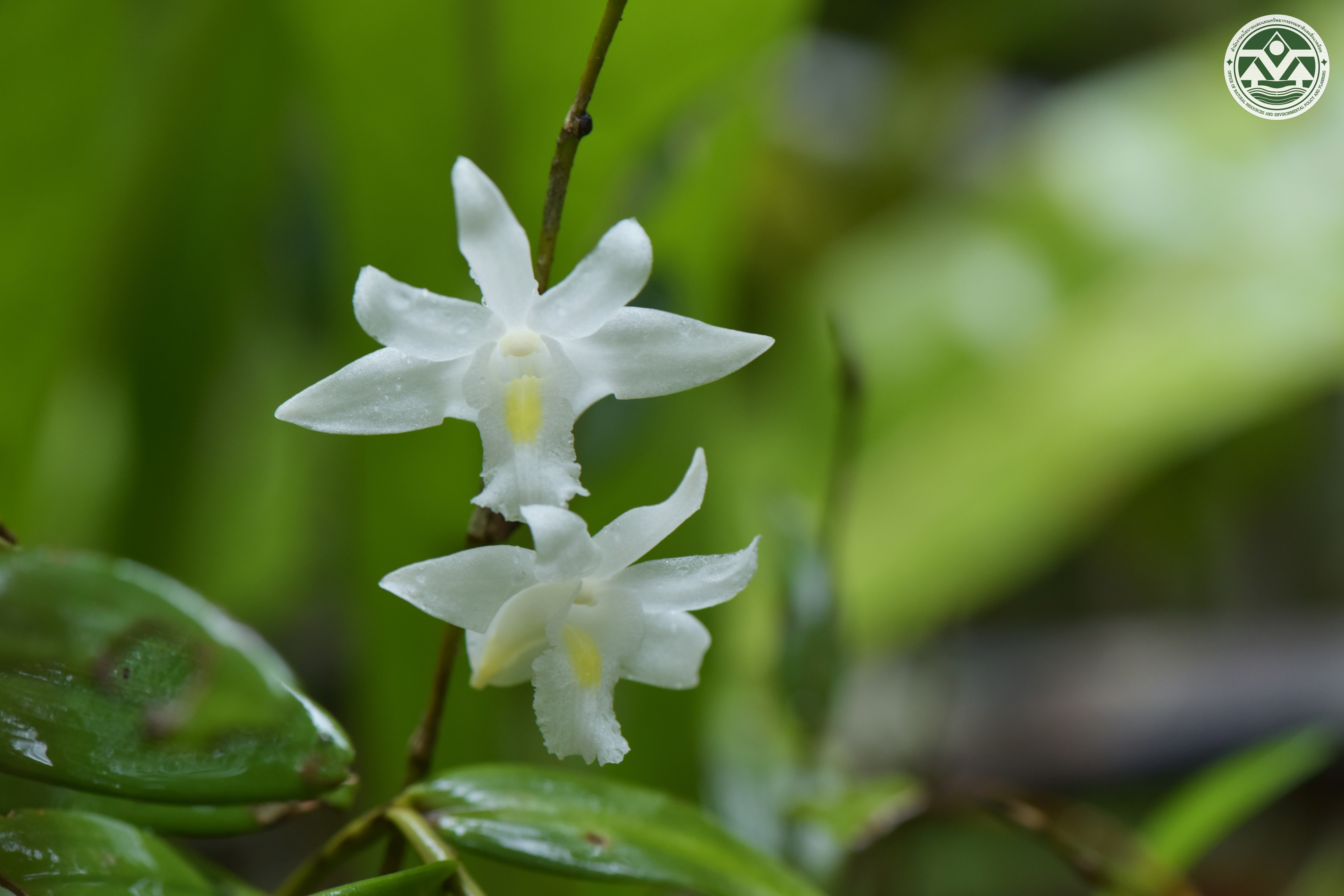 Dendrobium crumenatum