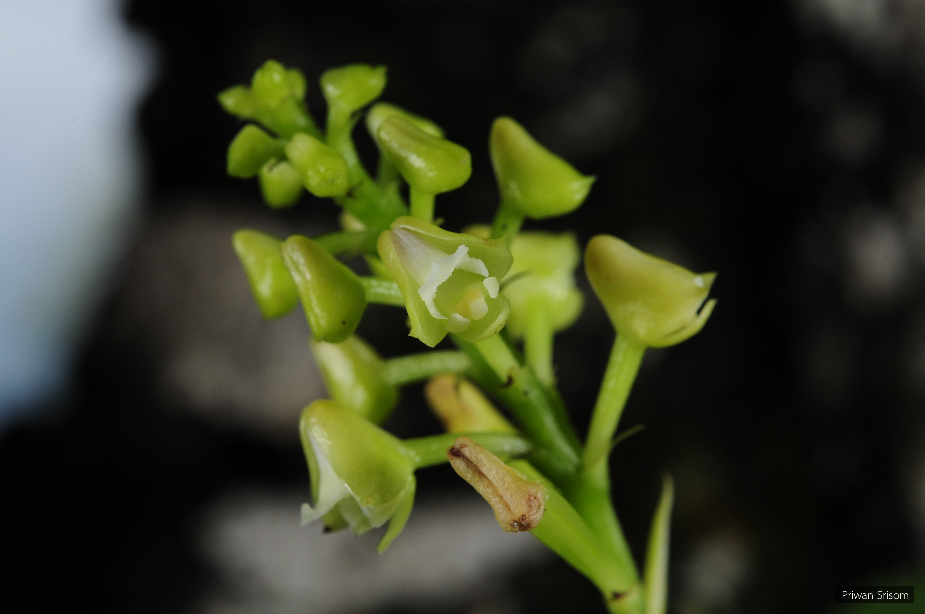 Polystachya concreta