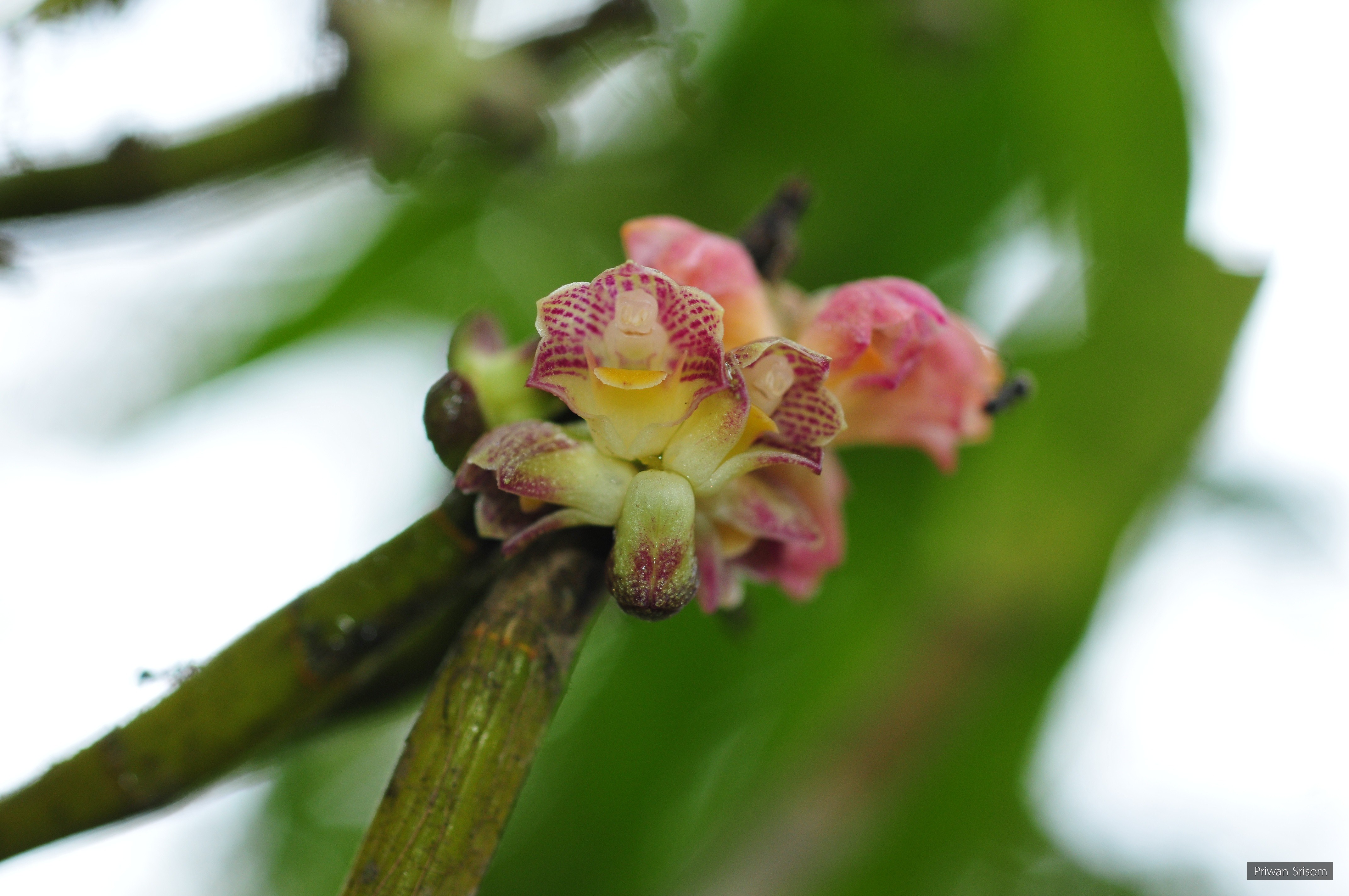 Dendrobium dantaniense