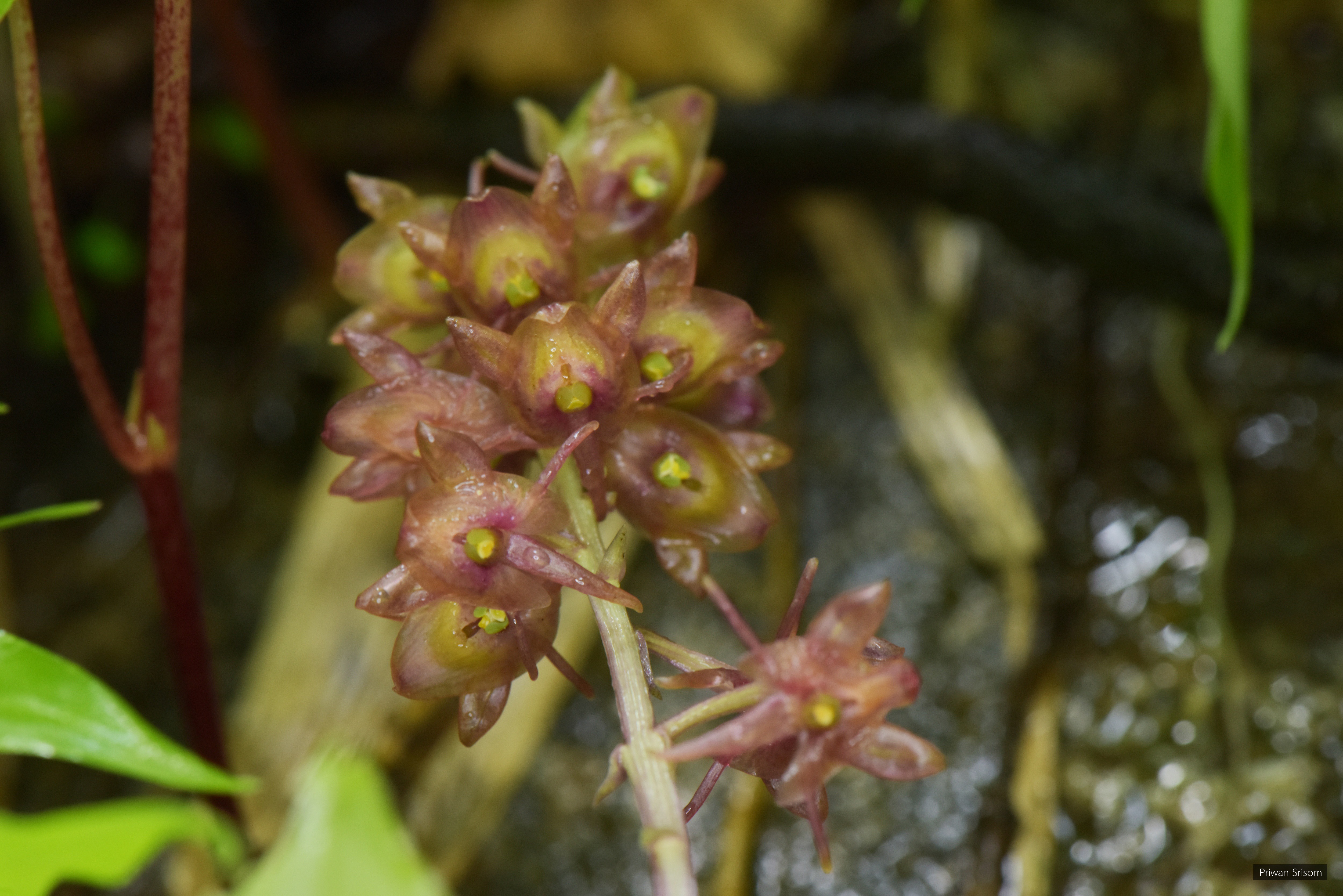 Crepidium acuminatum